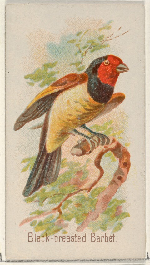 Black-breasted Barbet Illustration