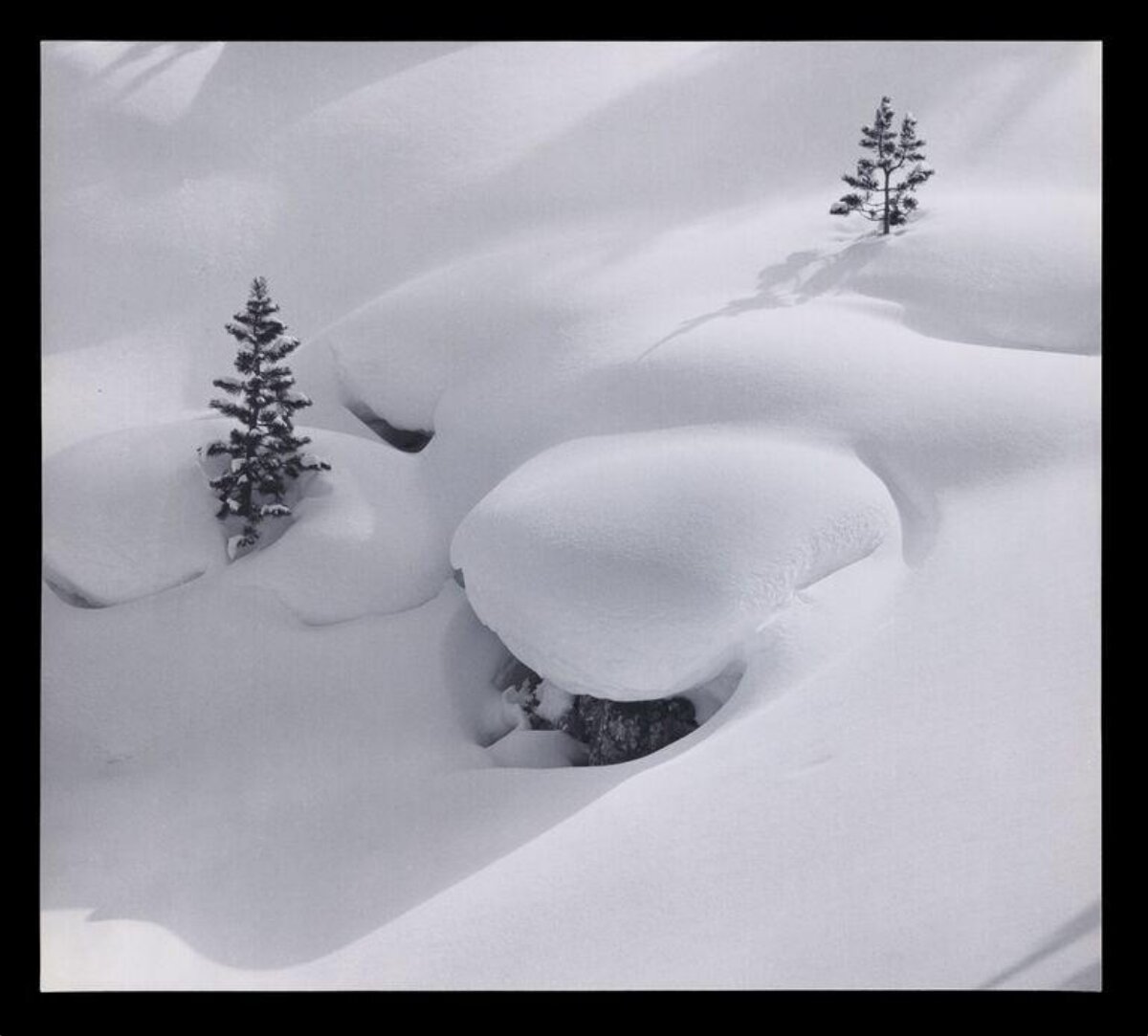 Two Pine Trees on Snowy Slope