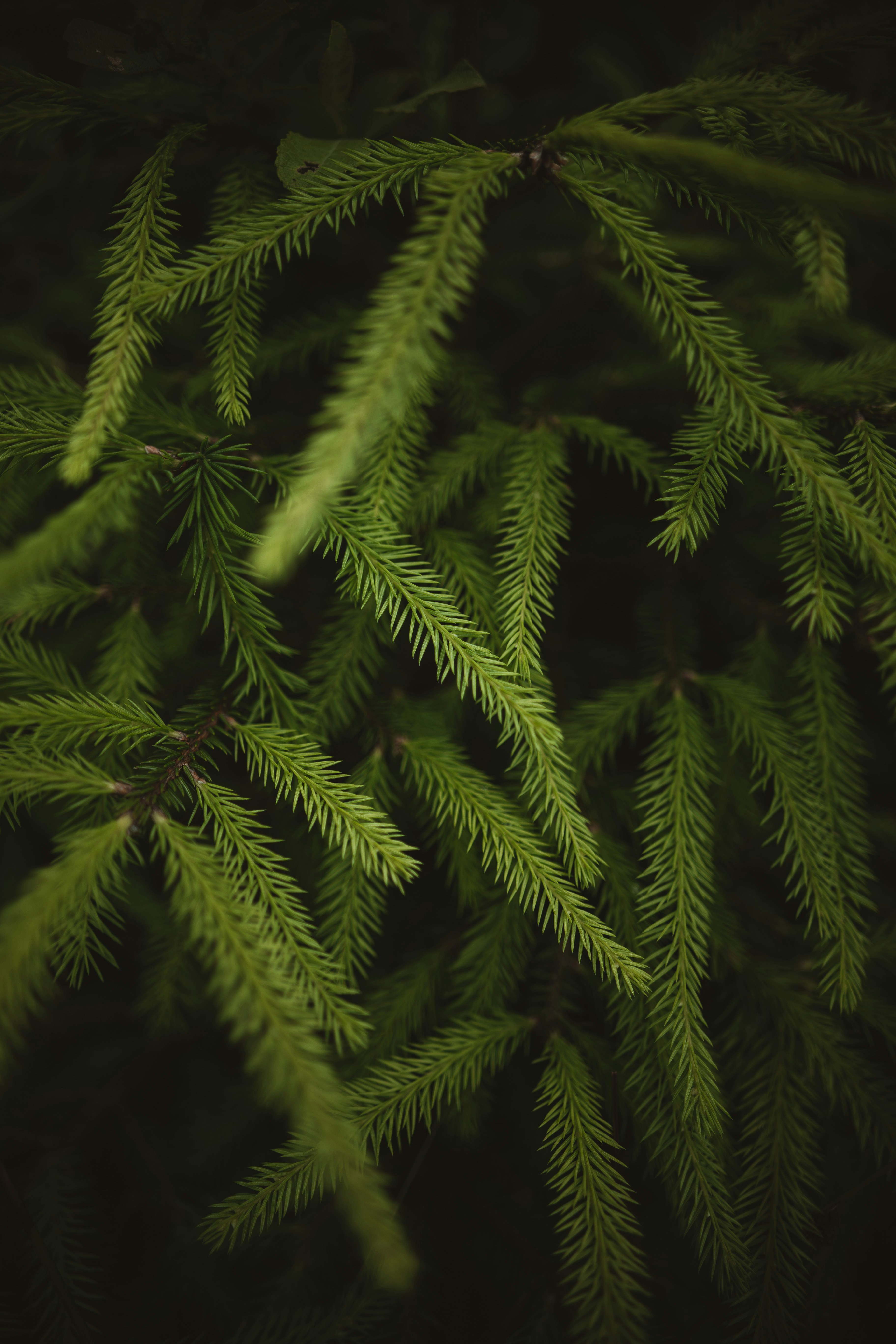 Close Up of Spruce Branches