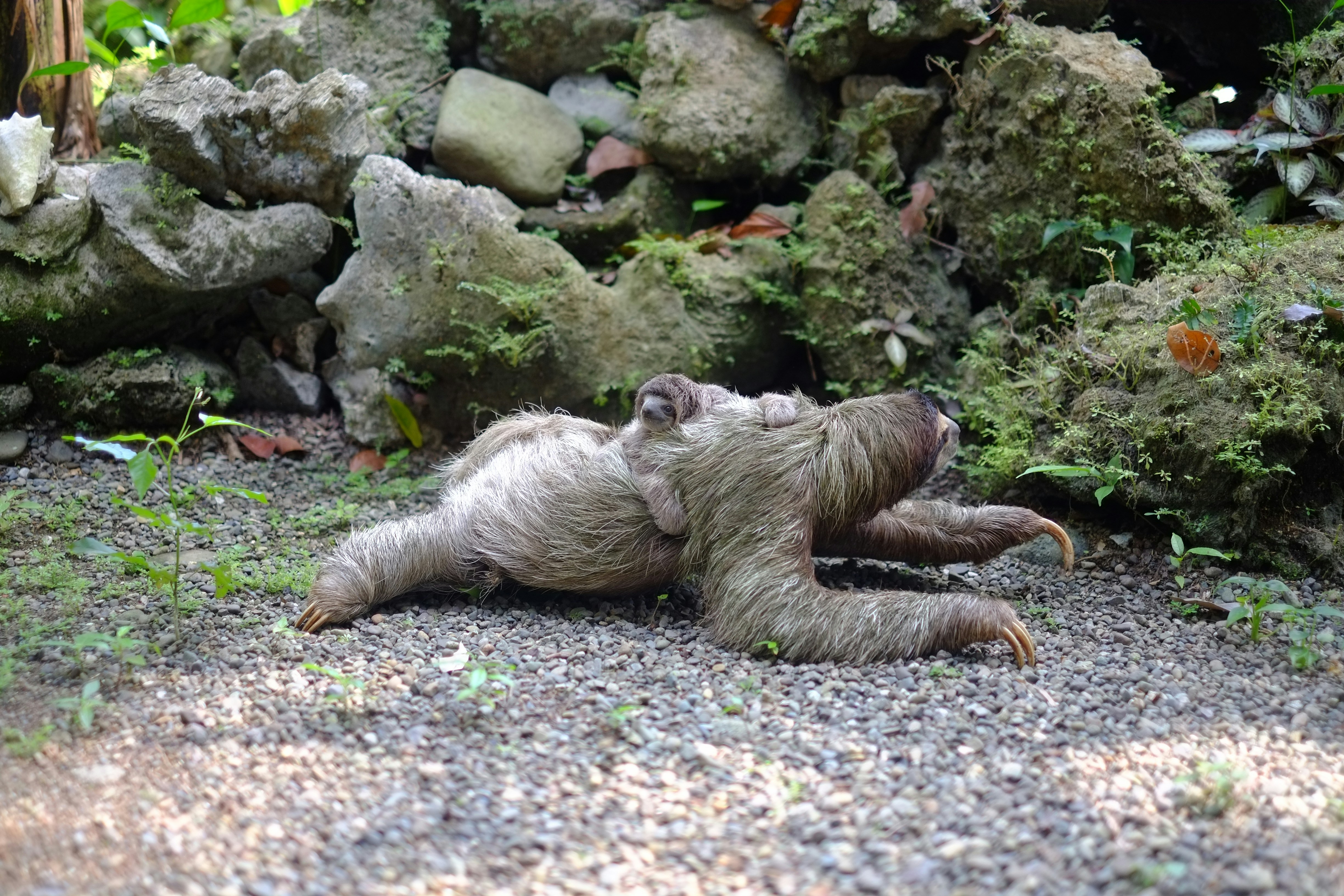 Mother Sloth Carrying Baby on Ground