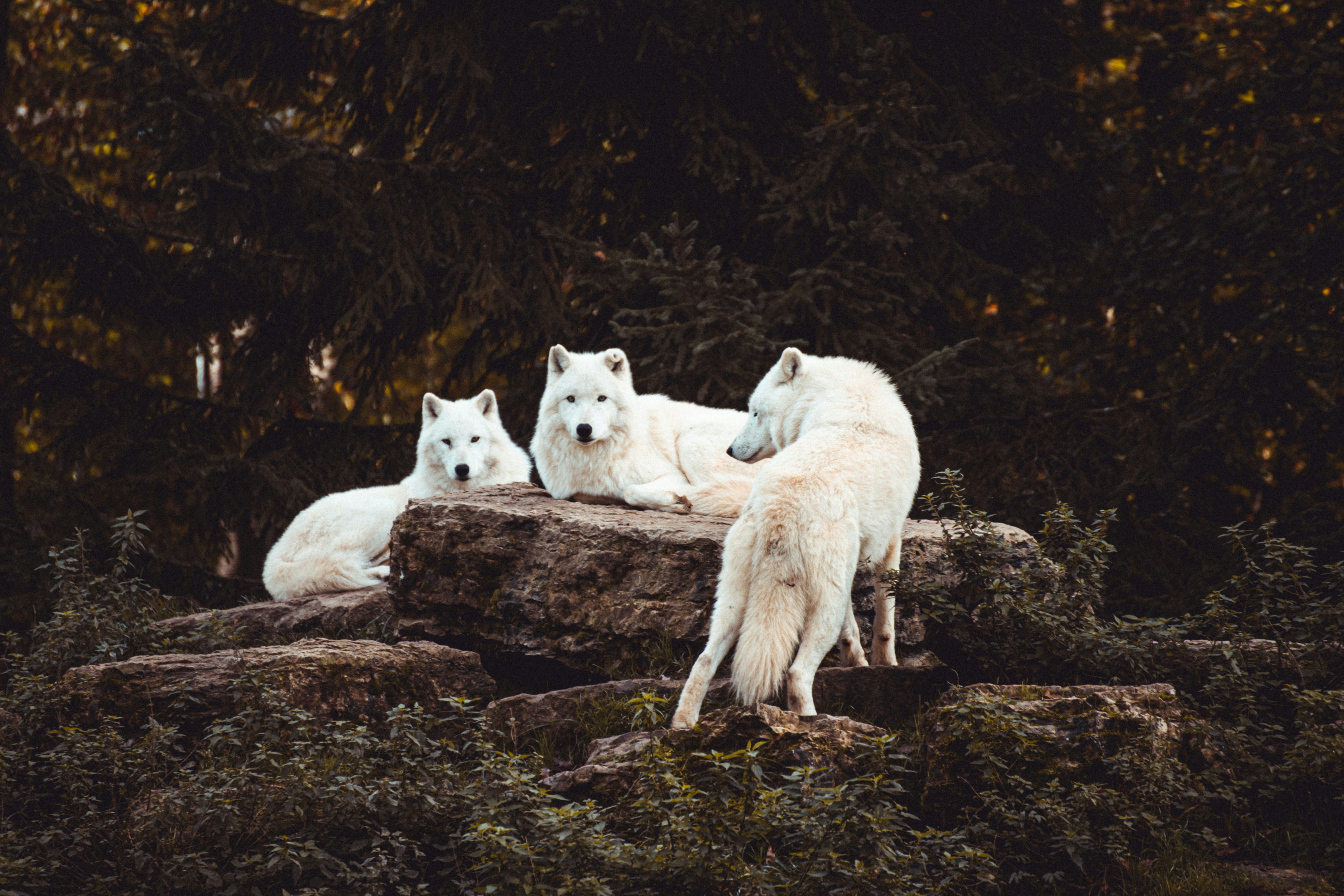 Three White Wolves Resting on Rocks