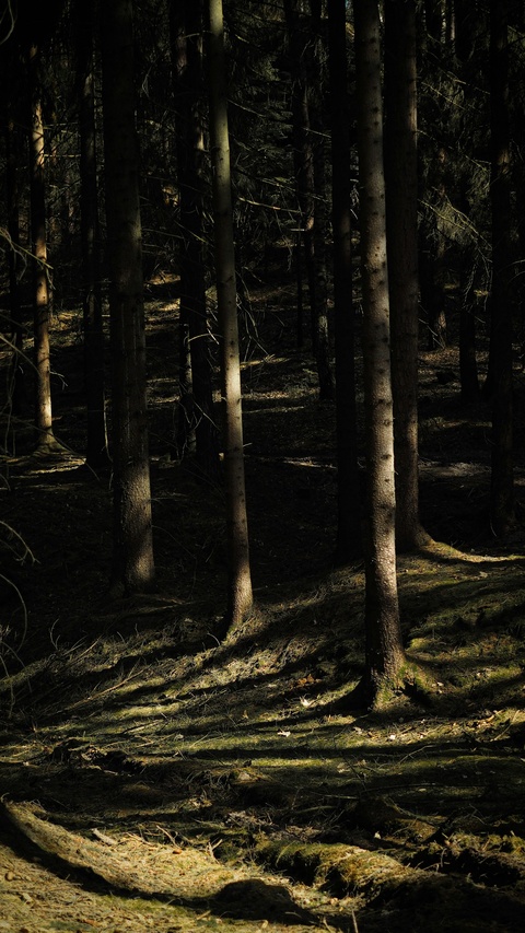 Sunlit Dense Conifer Forest