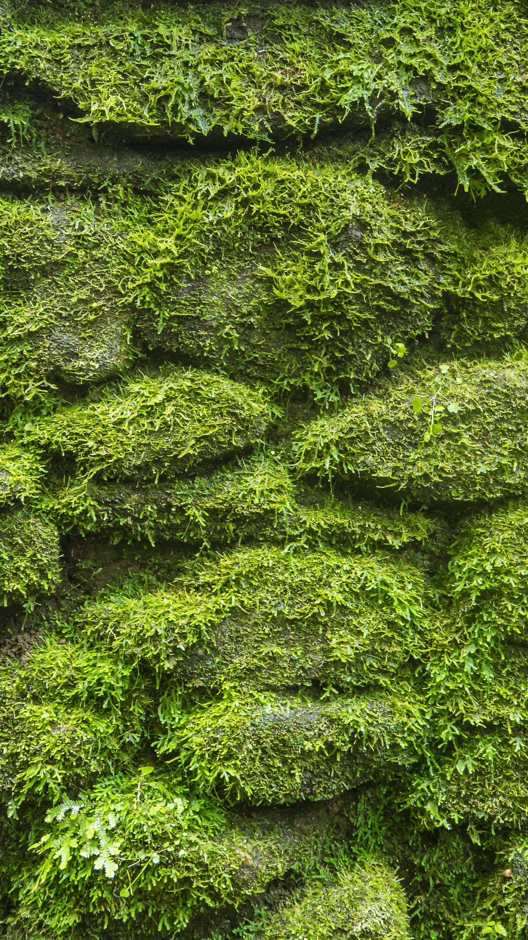 Moss Covered Stone Wall
