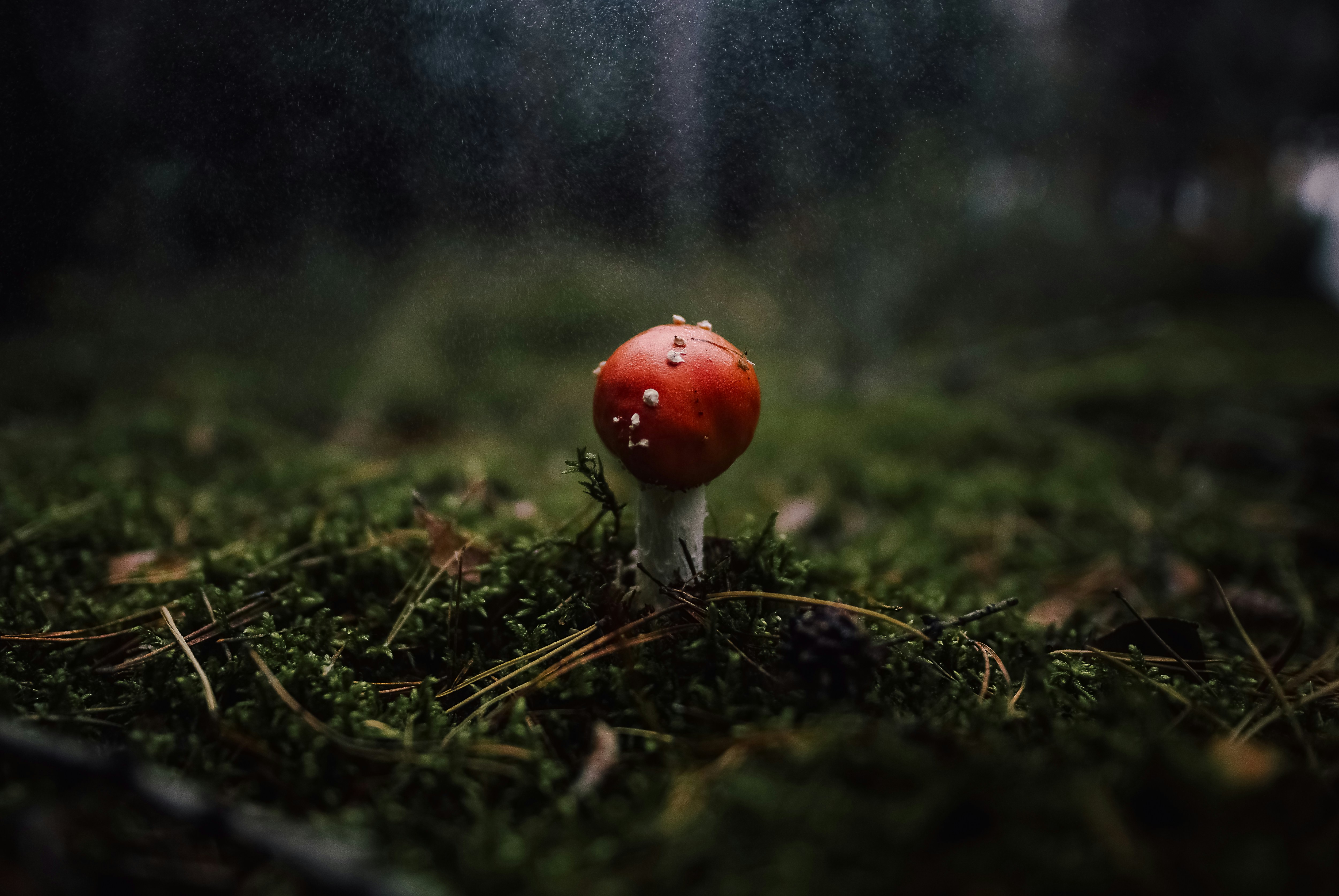 Red Mushroom on Forest Moss