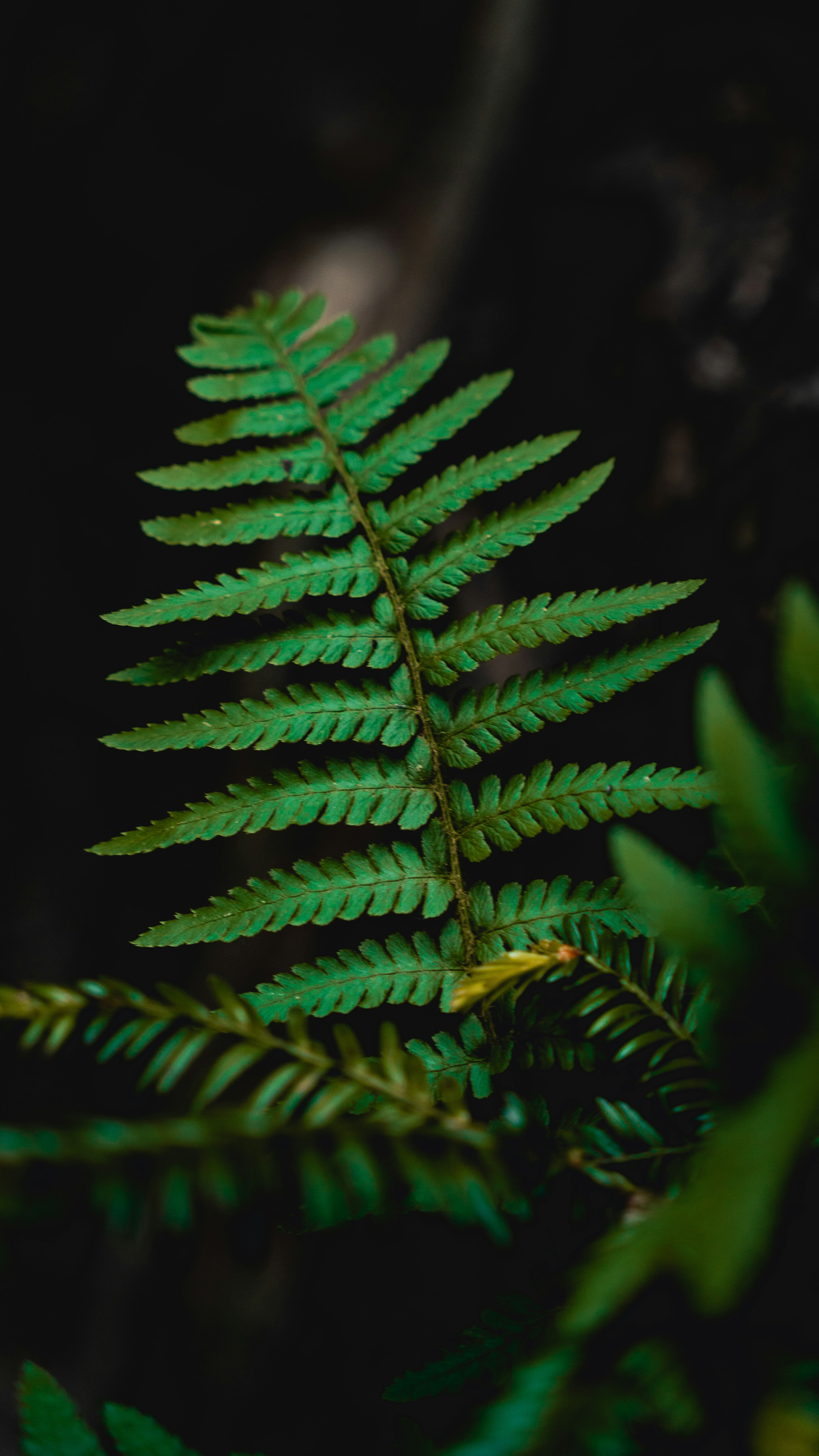 Wallpapers