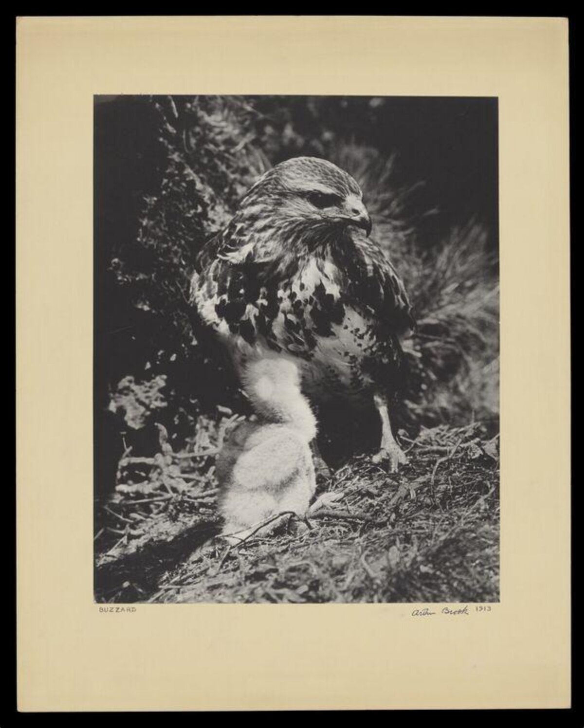 Buzzard with Prey 1913 Photograph