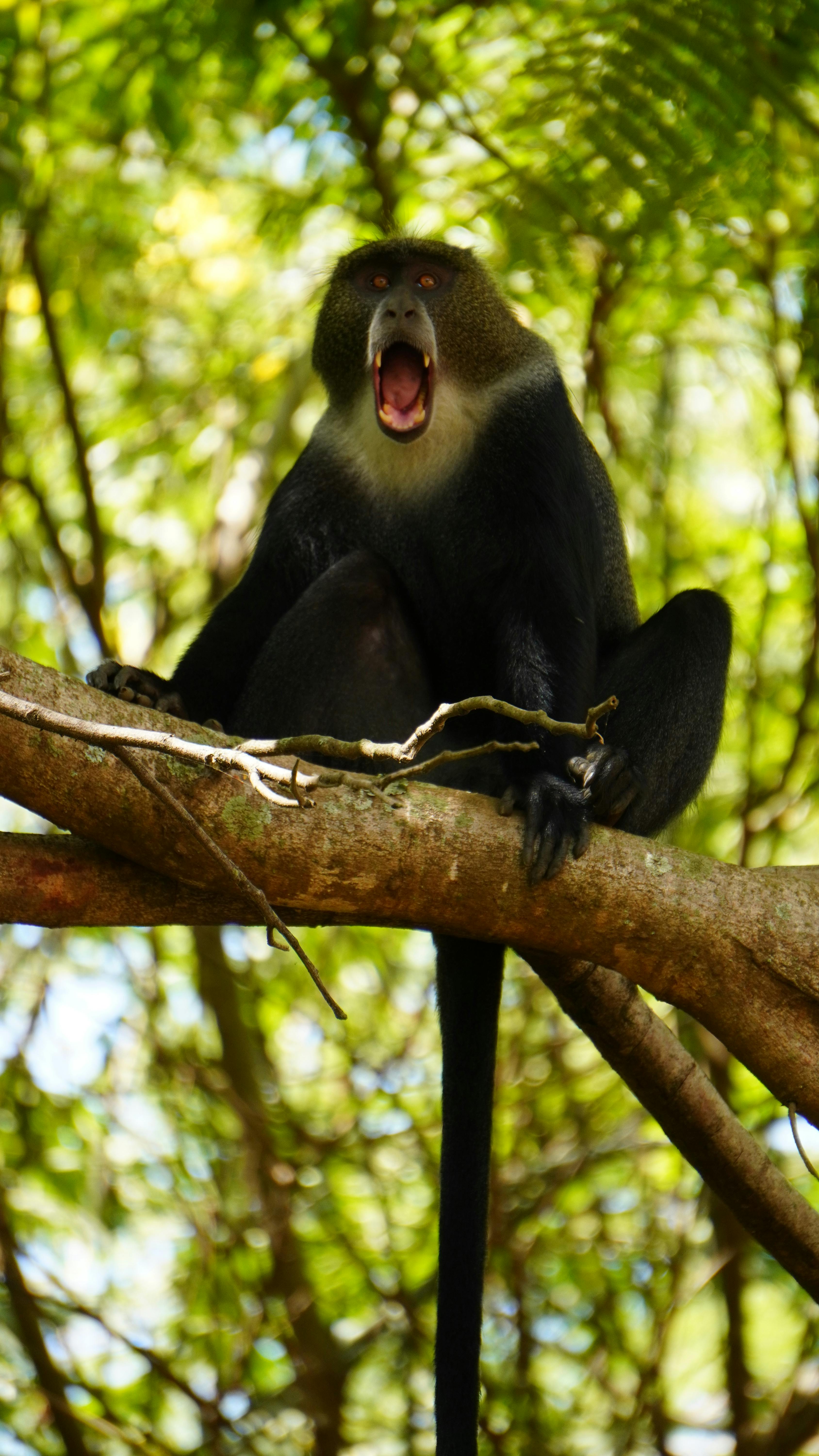 Yawning Monkey on Tree Branch