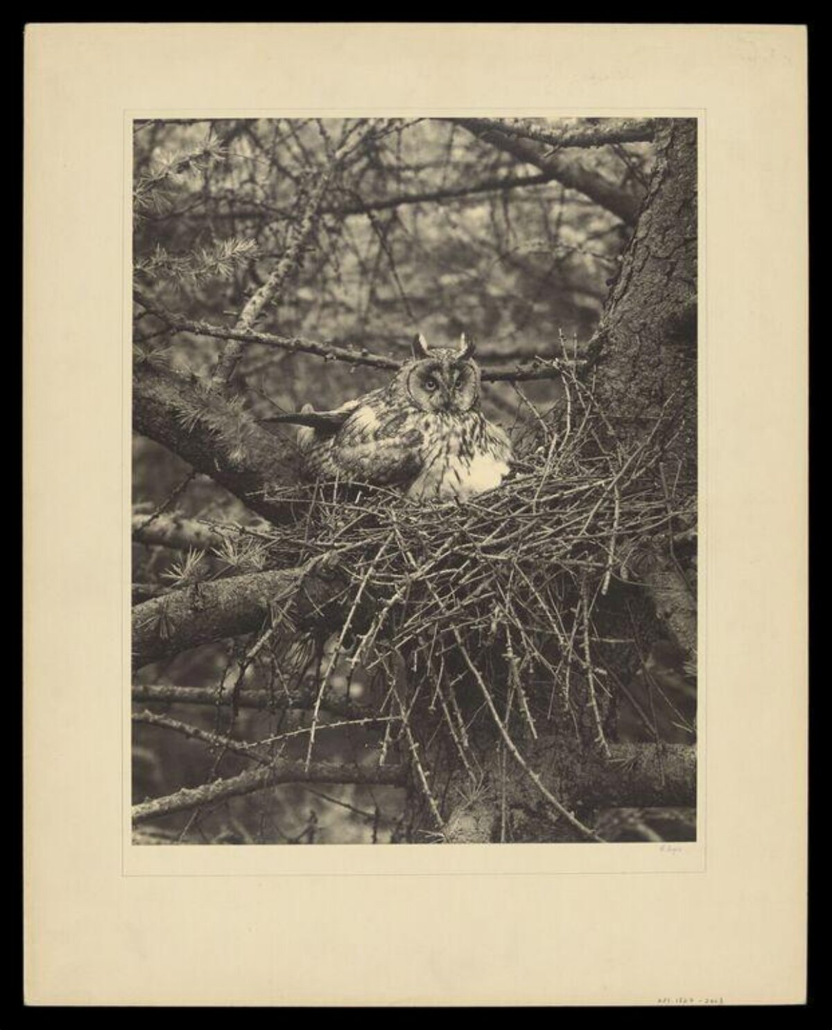 Long-eared Owl on Nest in Forest