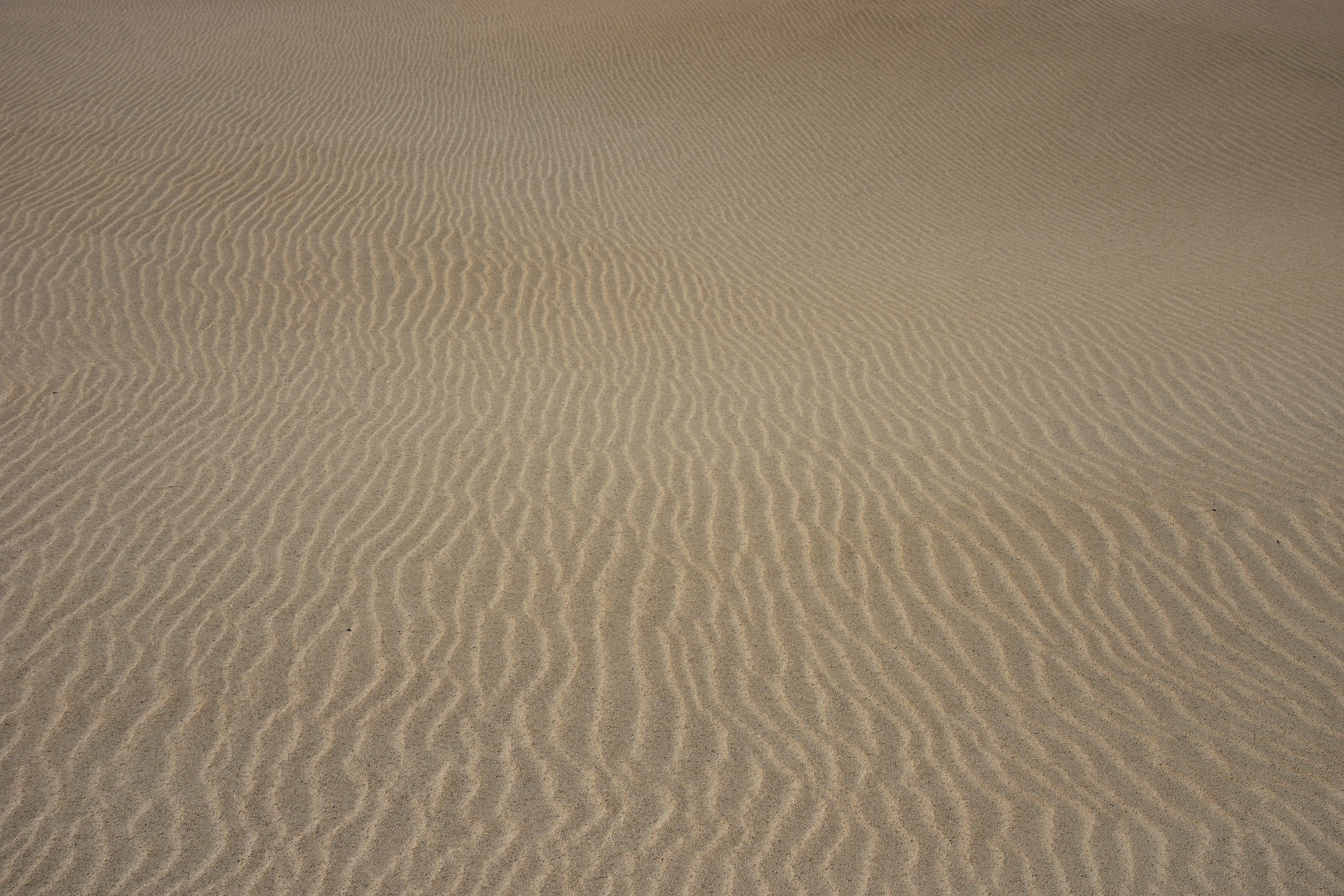 Rippled Desert Sand Dune