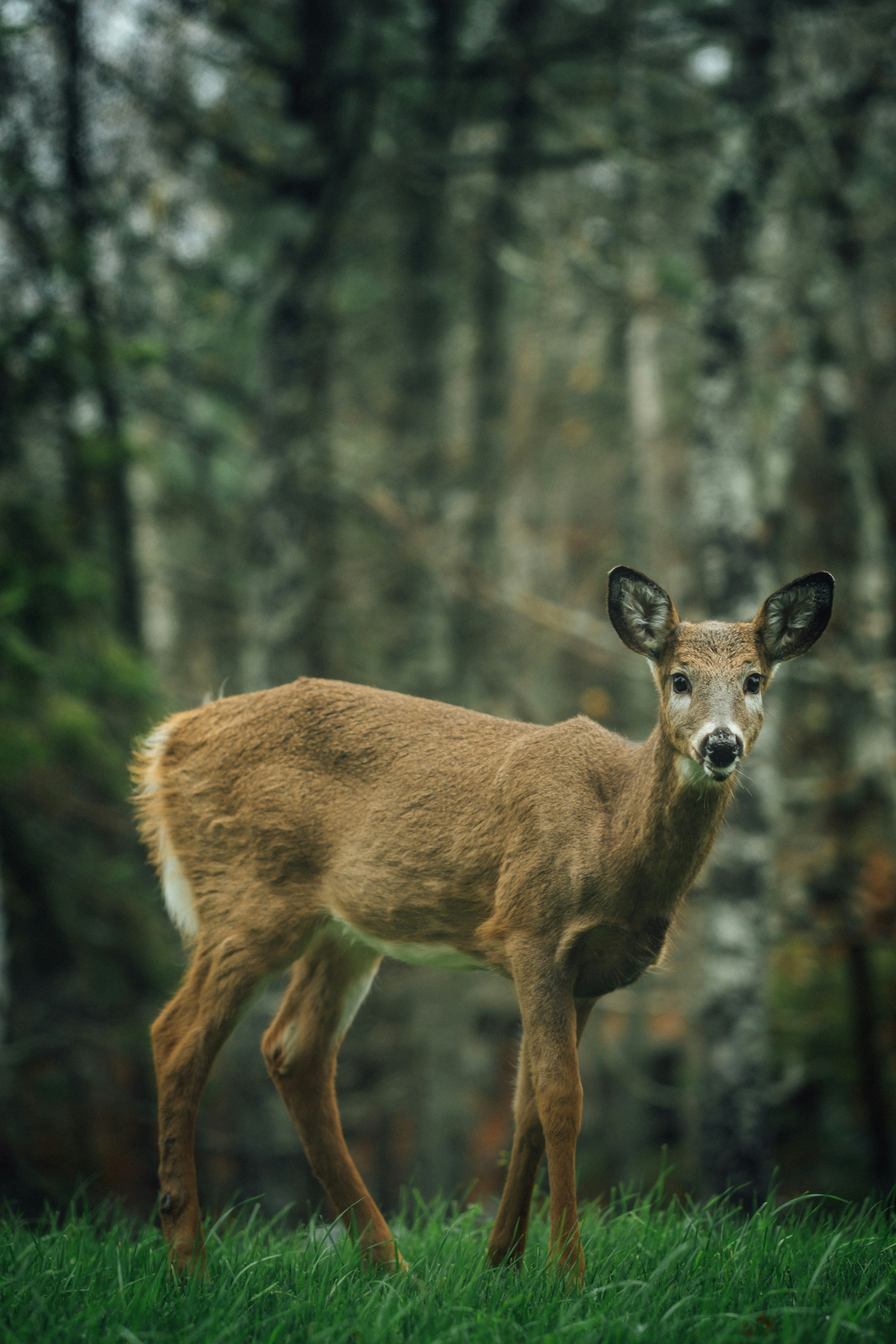 White-tailed Deer At Forest Edge