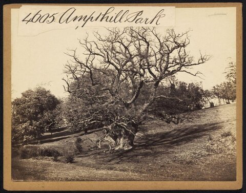 Ancient Tree at Ampthill Park