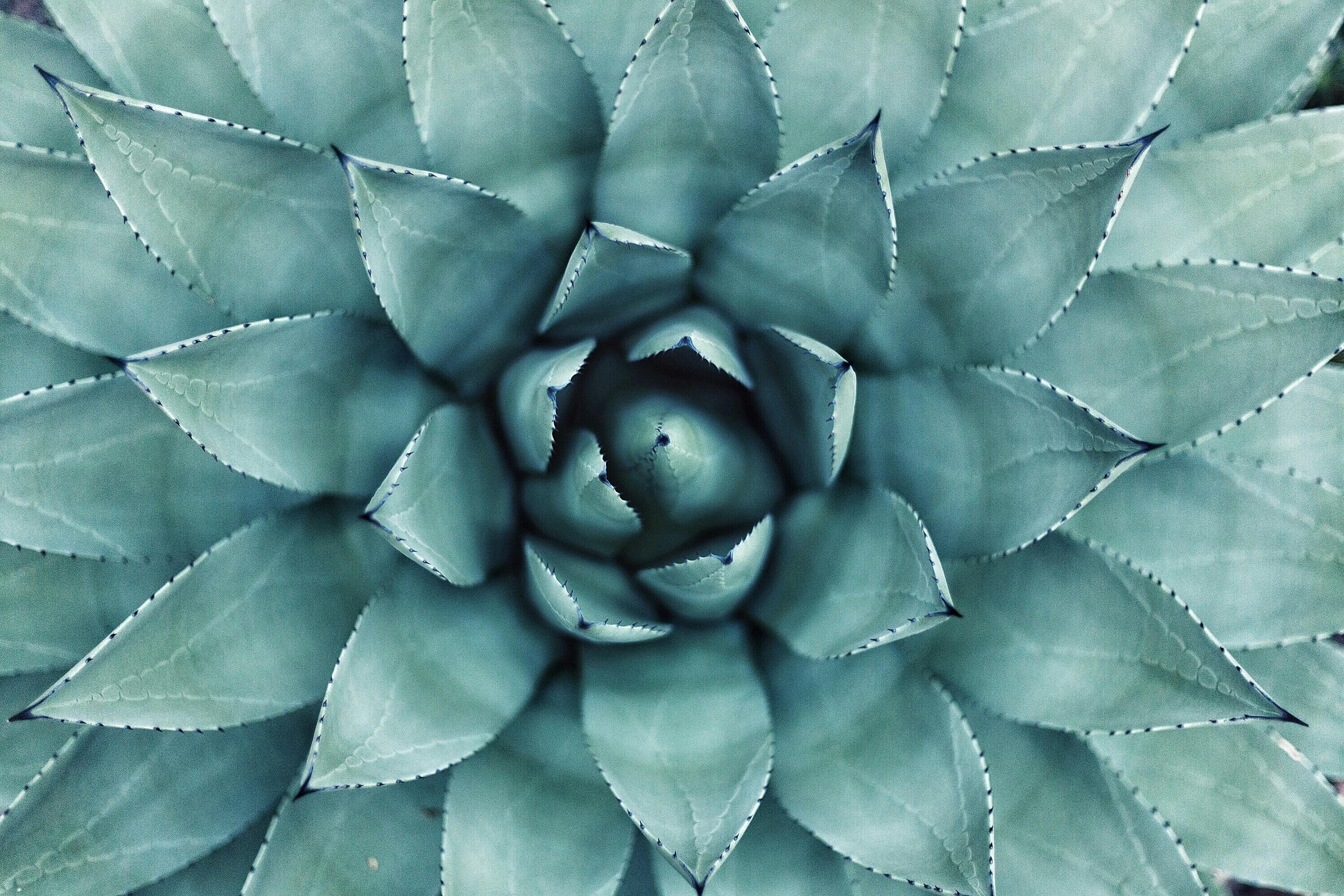 Close-up of Agave Plant Rosette