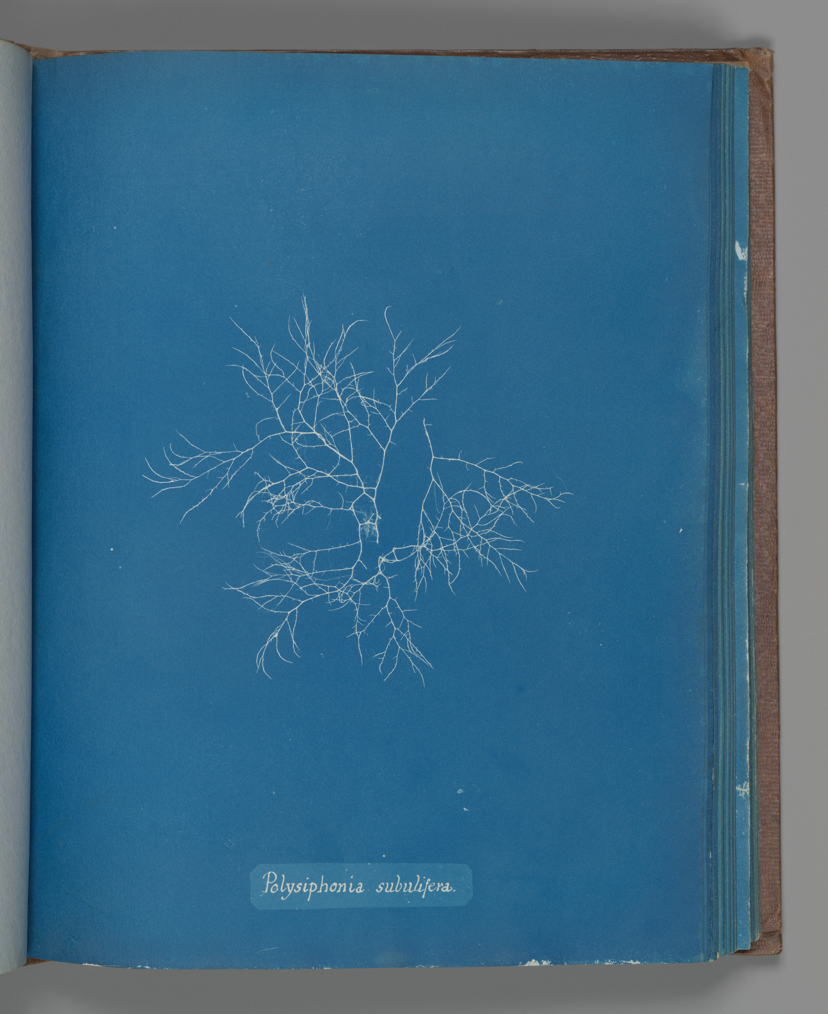 Cyanotype of Polysiphonia subulifera