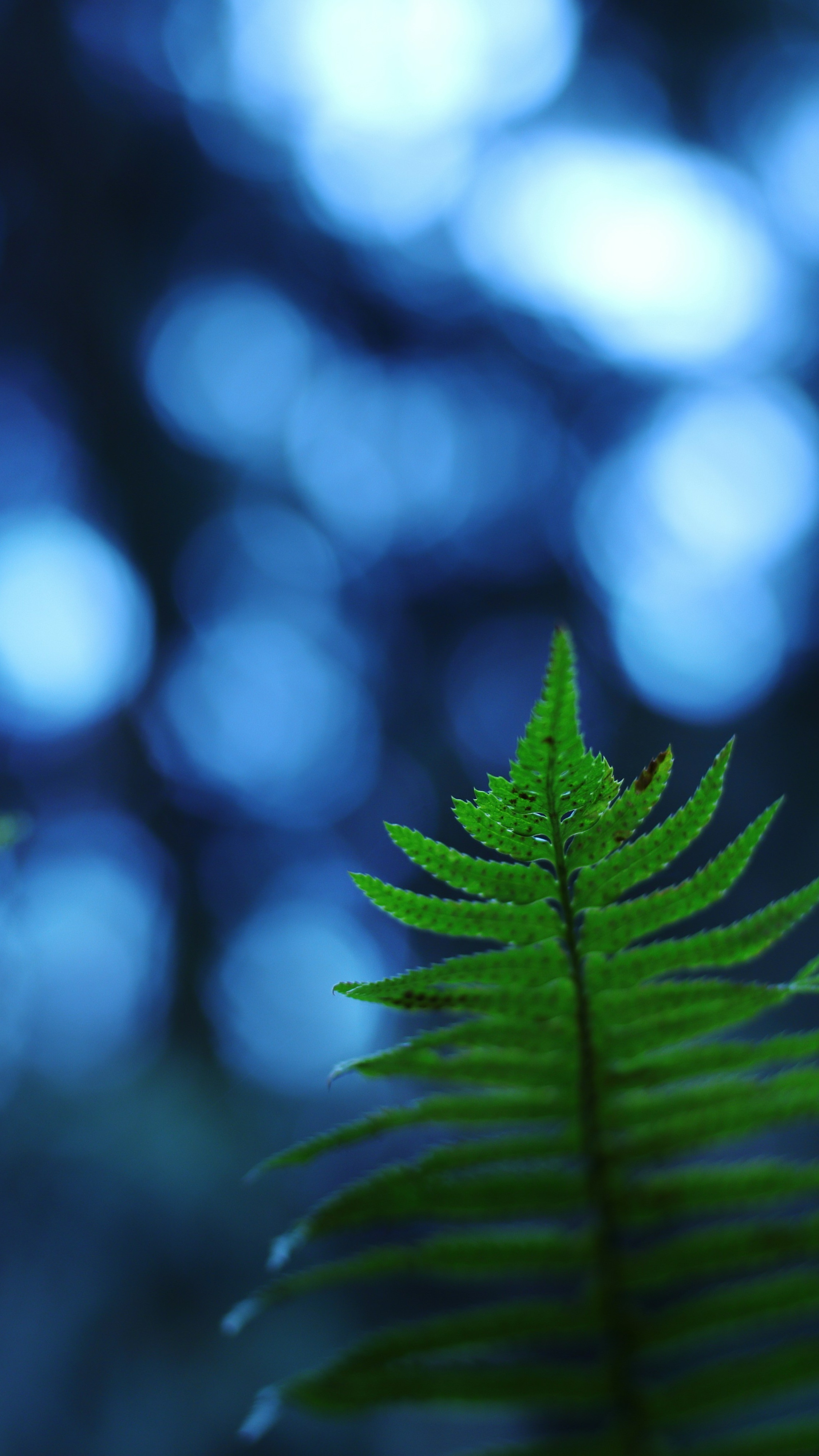 Wallpapers
