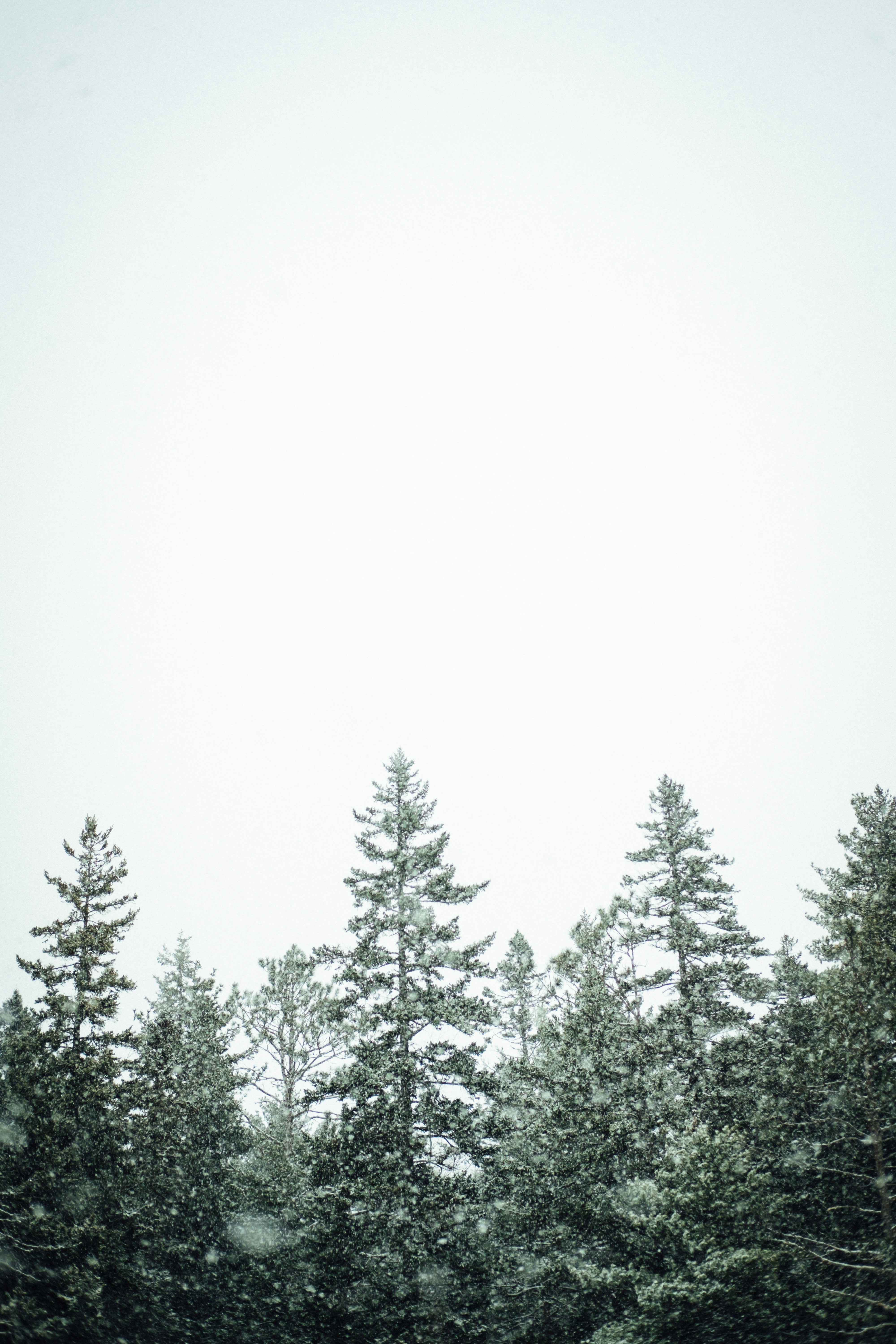 Snowy Pine Forest Under Overcast Sky