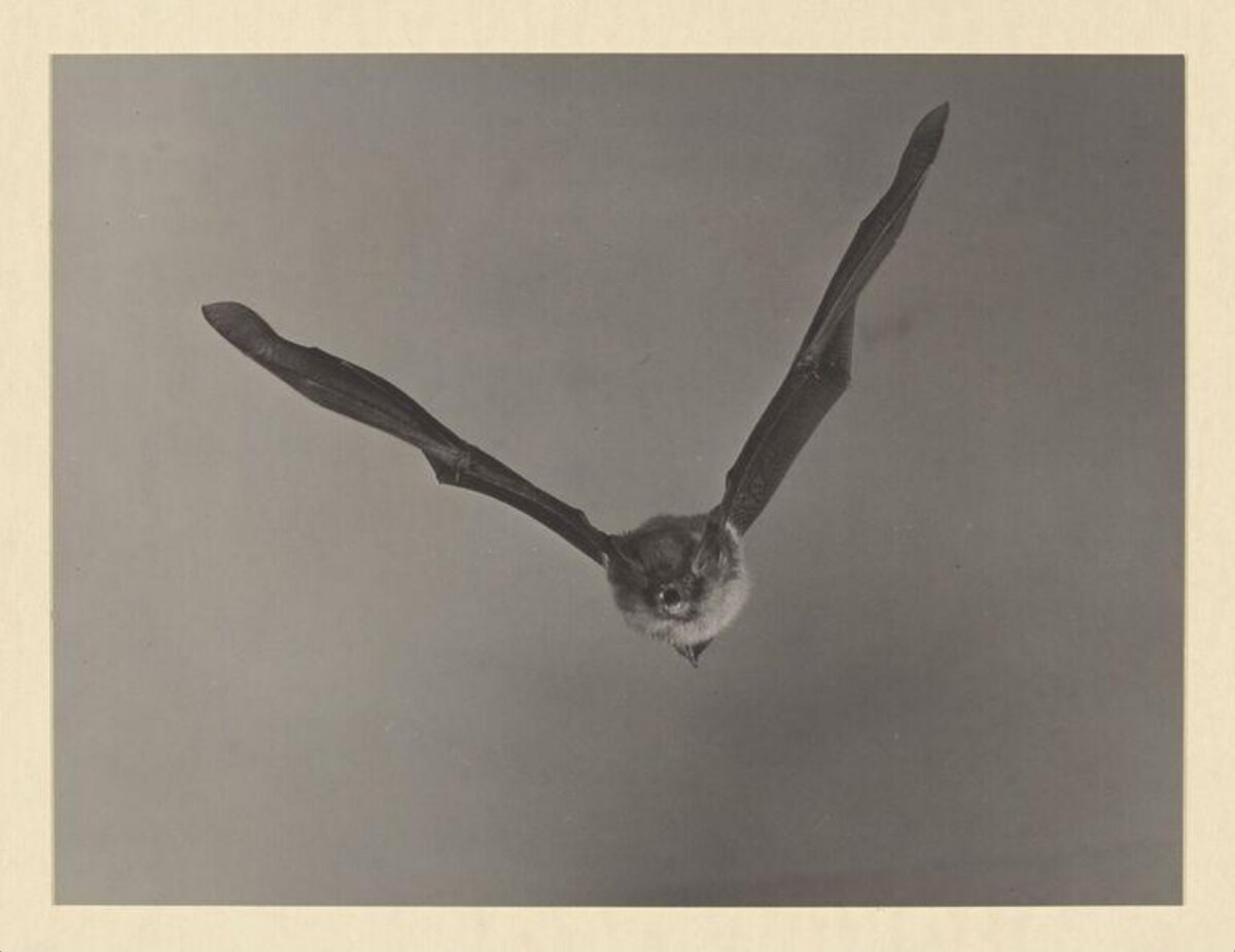 Vintage Photo of Flying Bat