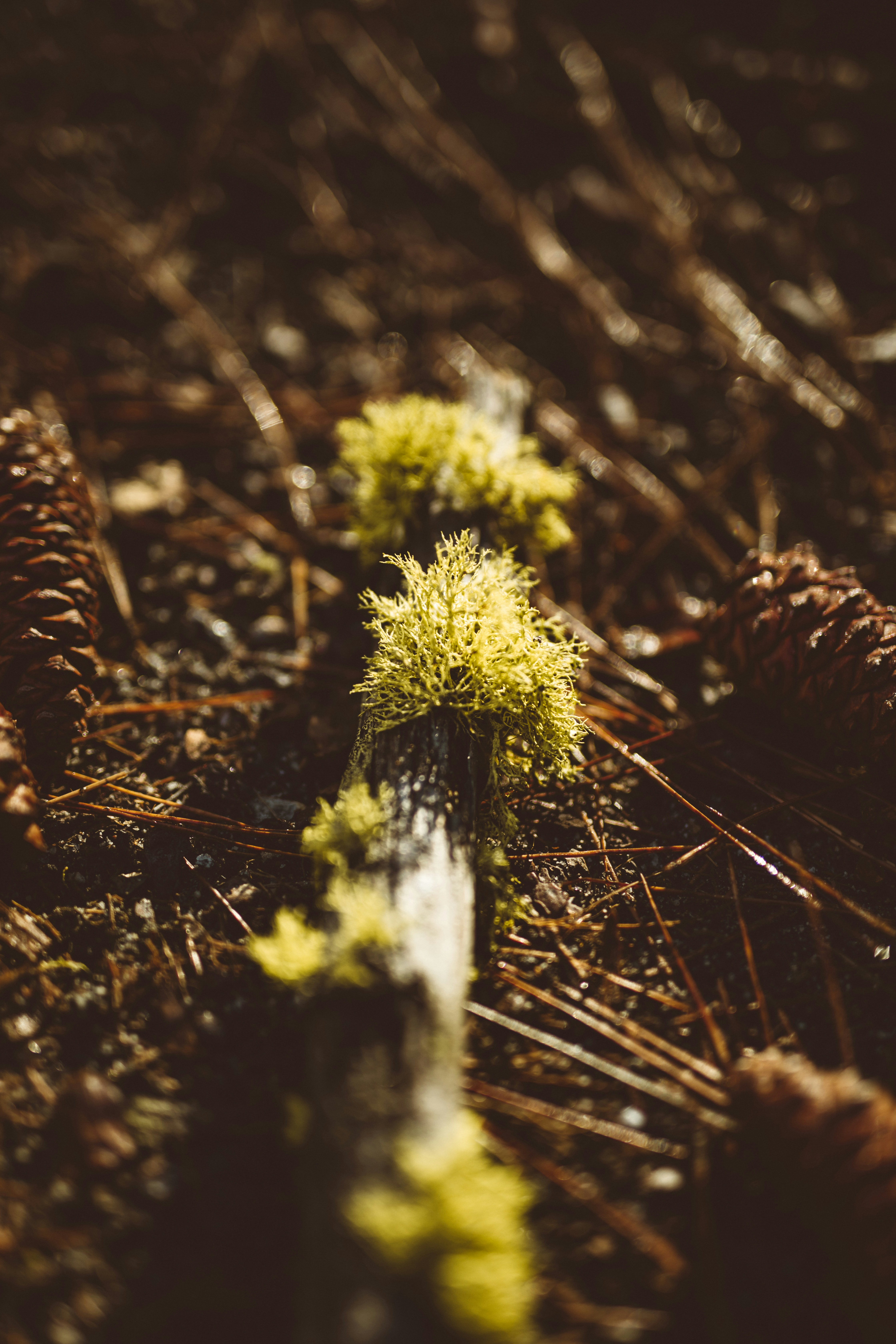 Mossy Deadwood on Forest Floor