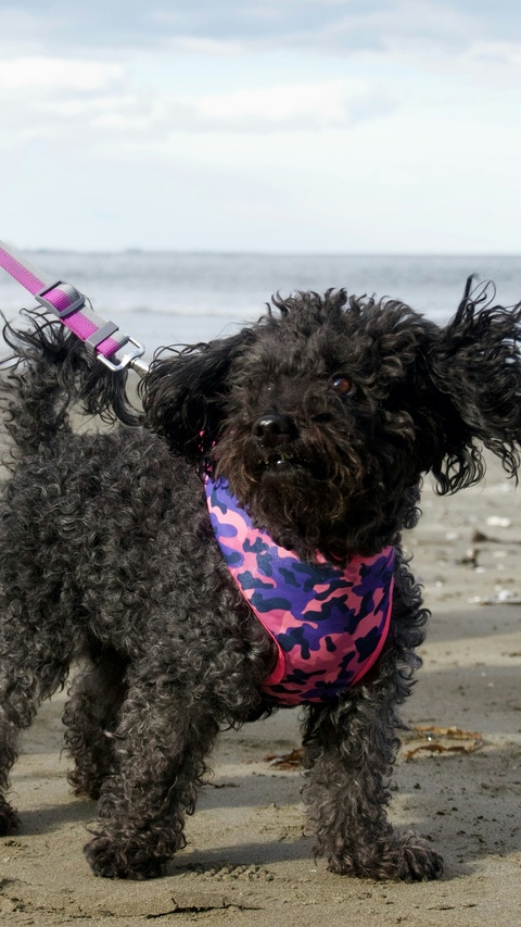 Black Poodle On Sandy Beach