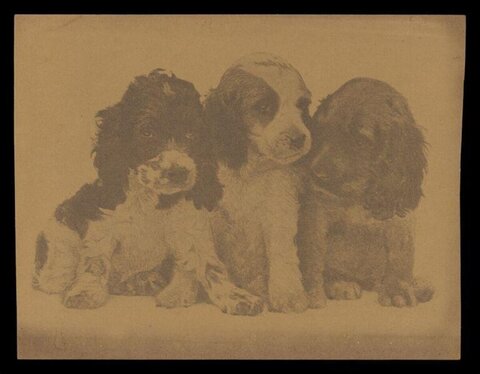 Three Cocker Spaniel Puppies