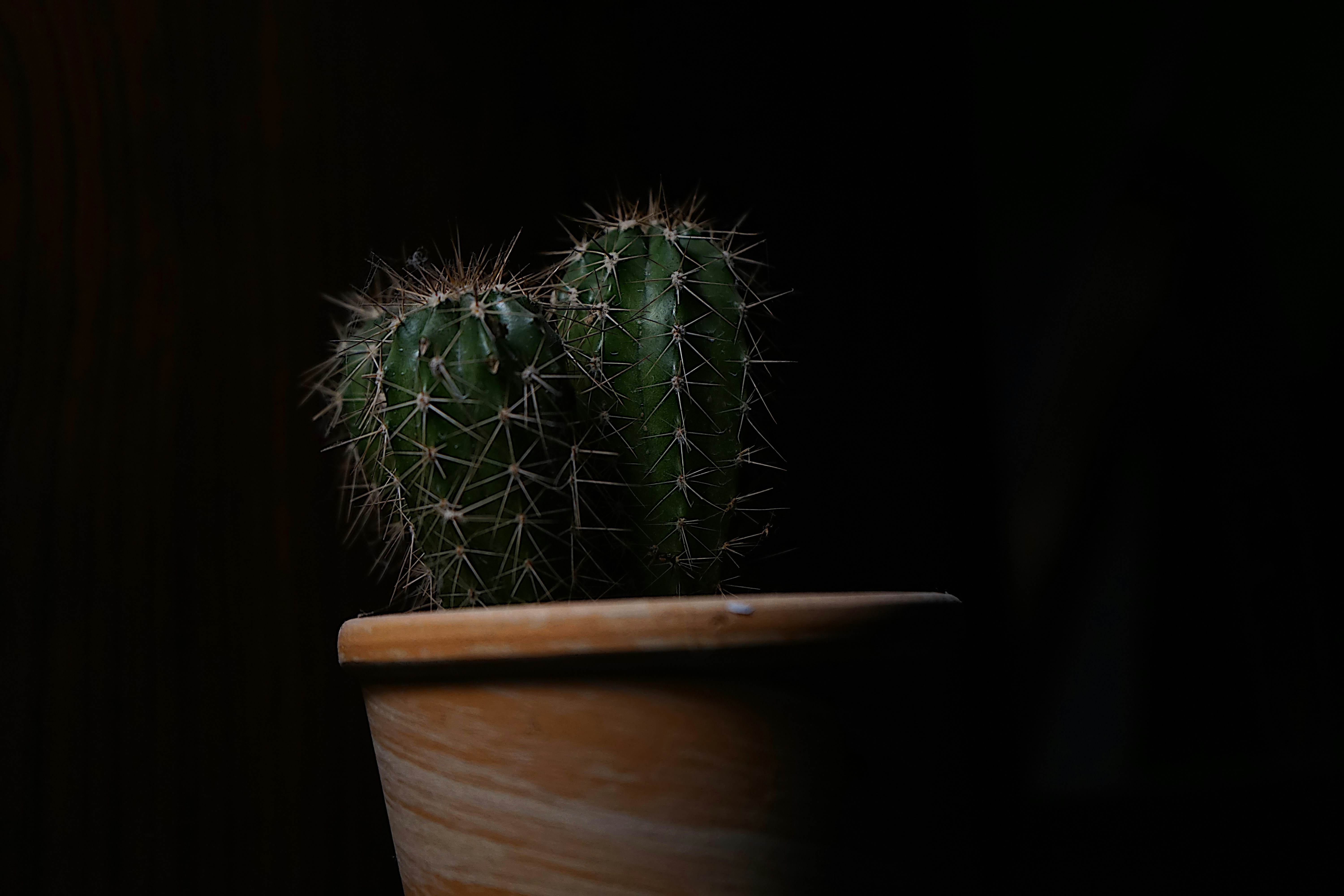 Two Cacti in a Terracotta Pot