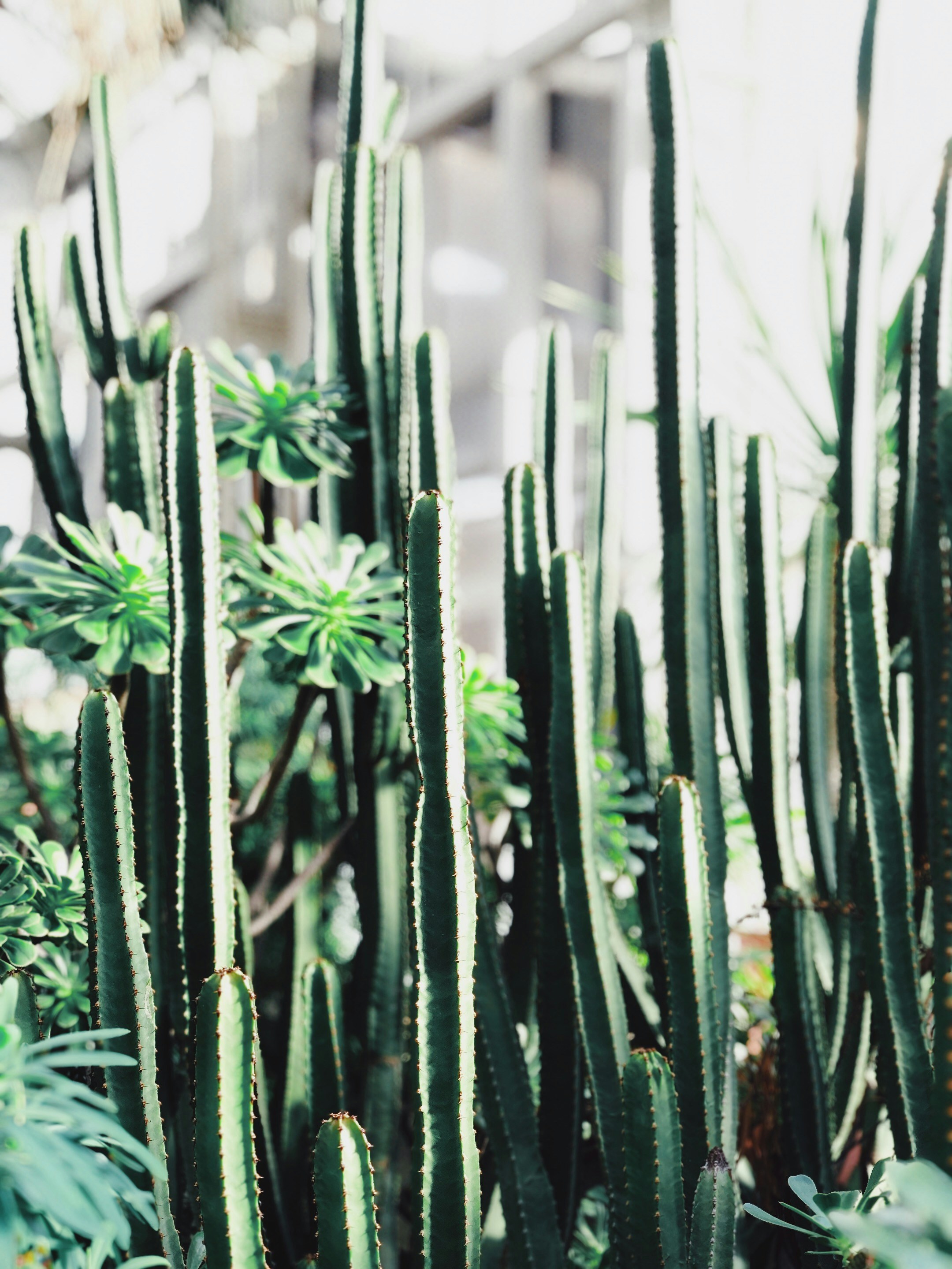 Dense Clustered Columnar Cacti