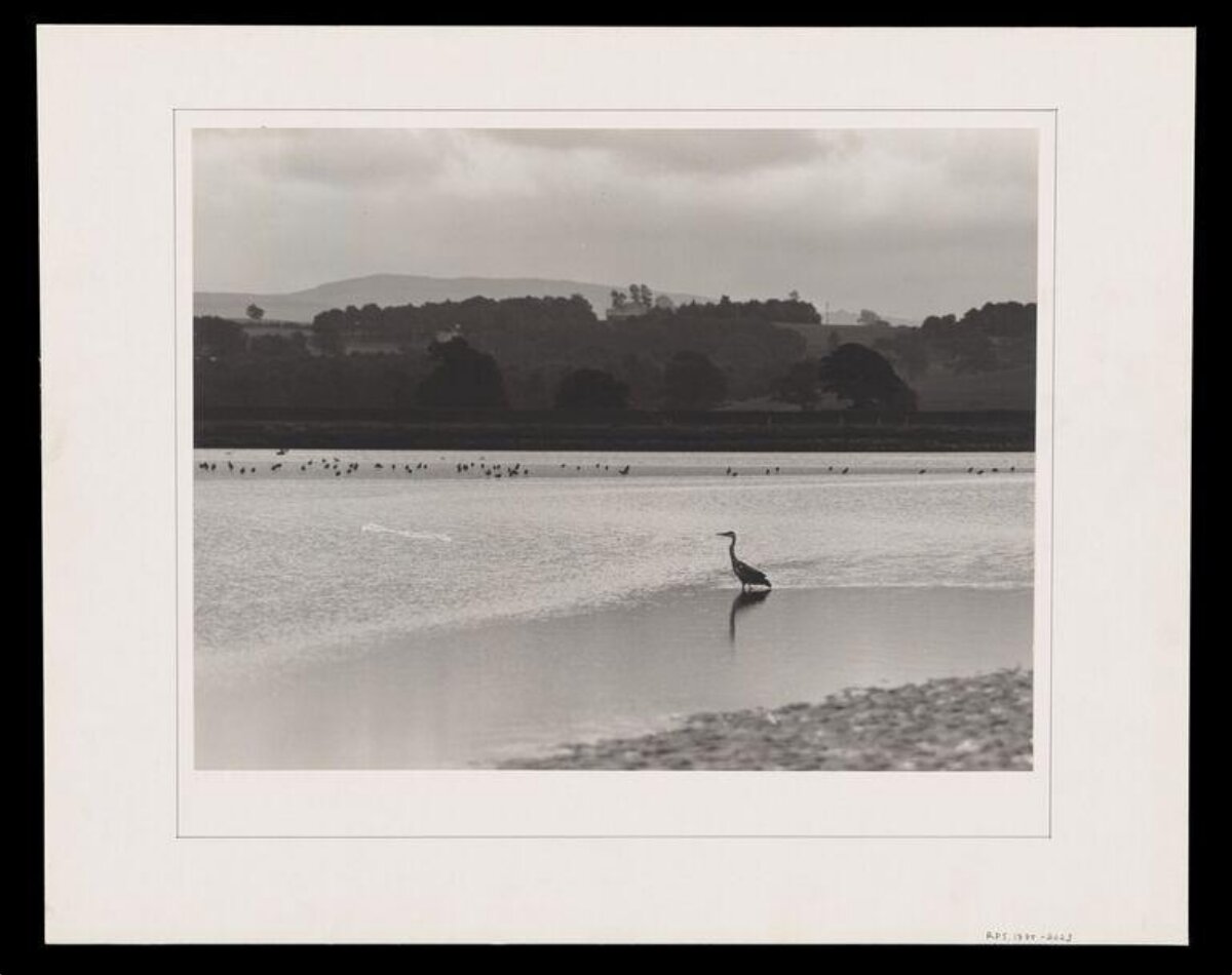 Heron Standing in Calm Waters