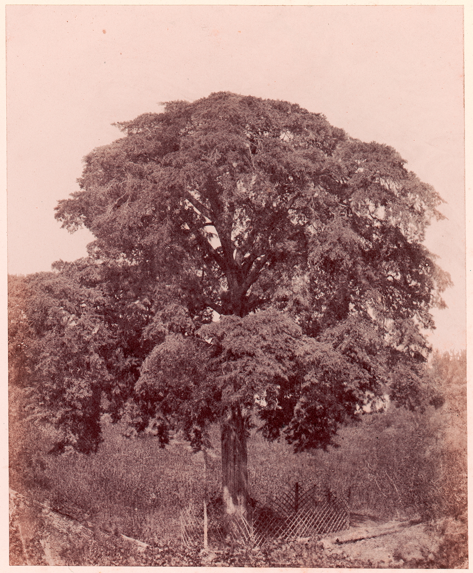 Vintage Photo of Large Old Cedar Tree