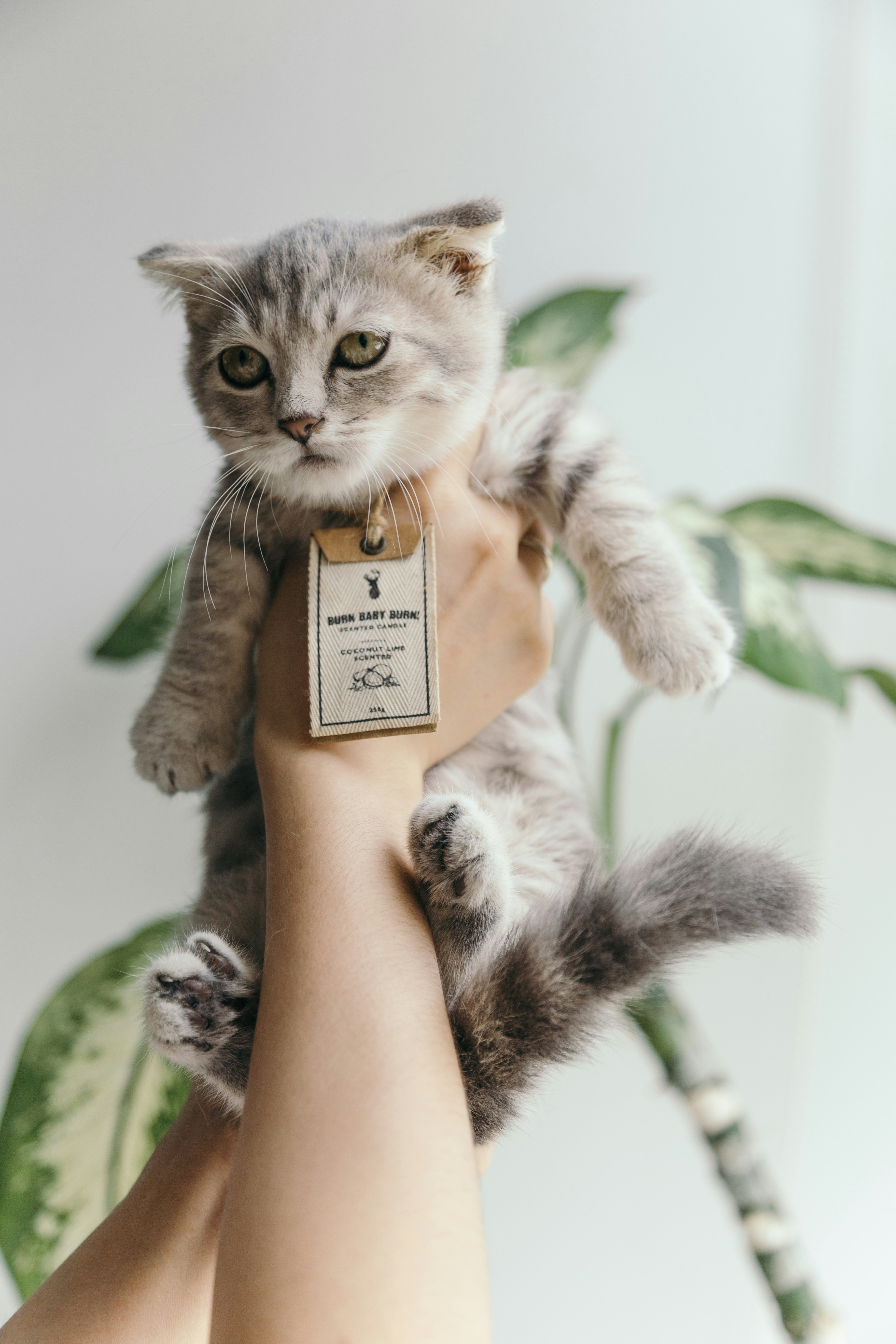 Hand-held Gray Fold-eared Kitten — Phone Backgrounds