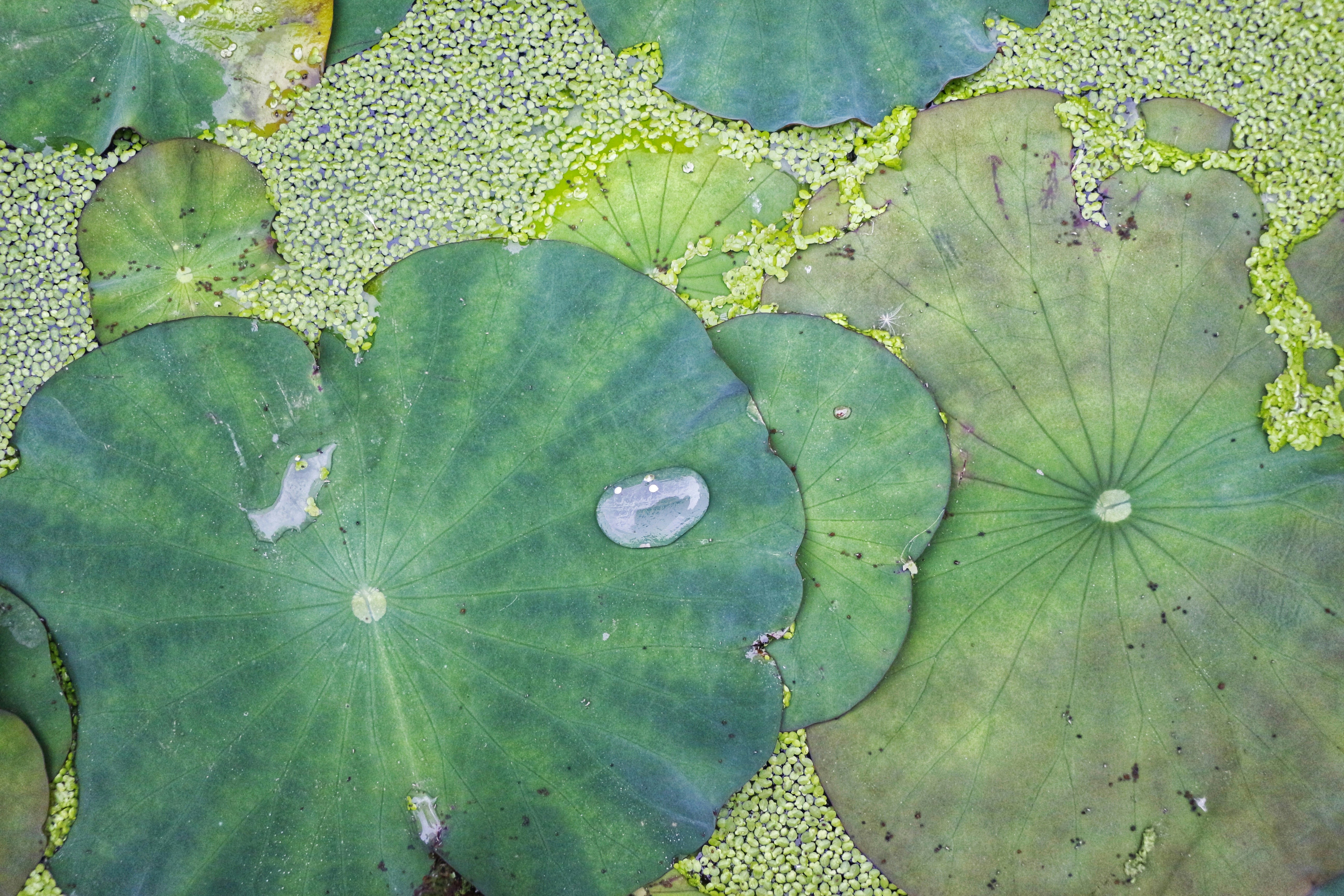 Lotus Leaves Floating Among Duckweed
