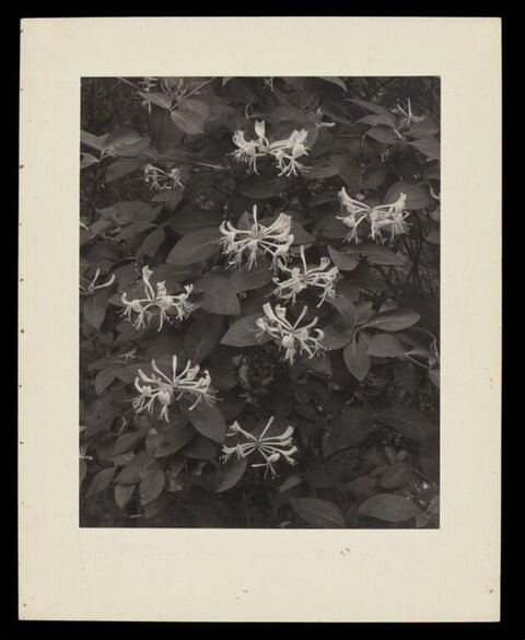 Monochrome Photo of Honeysuckle Flowers