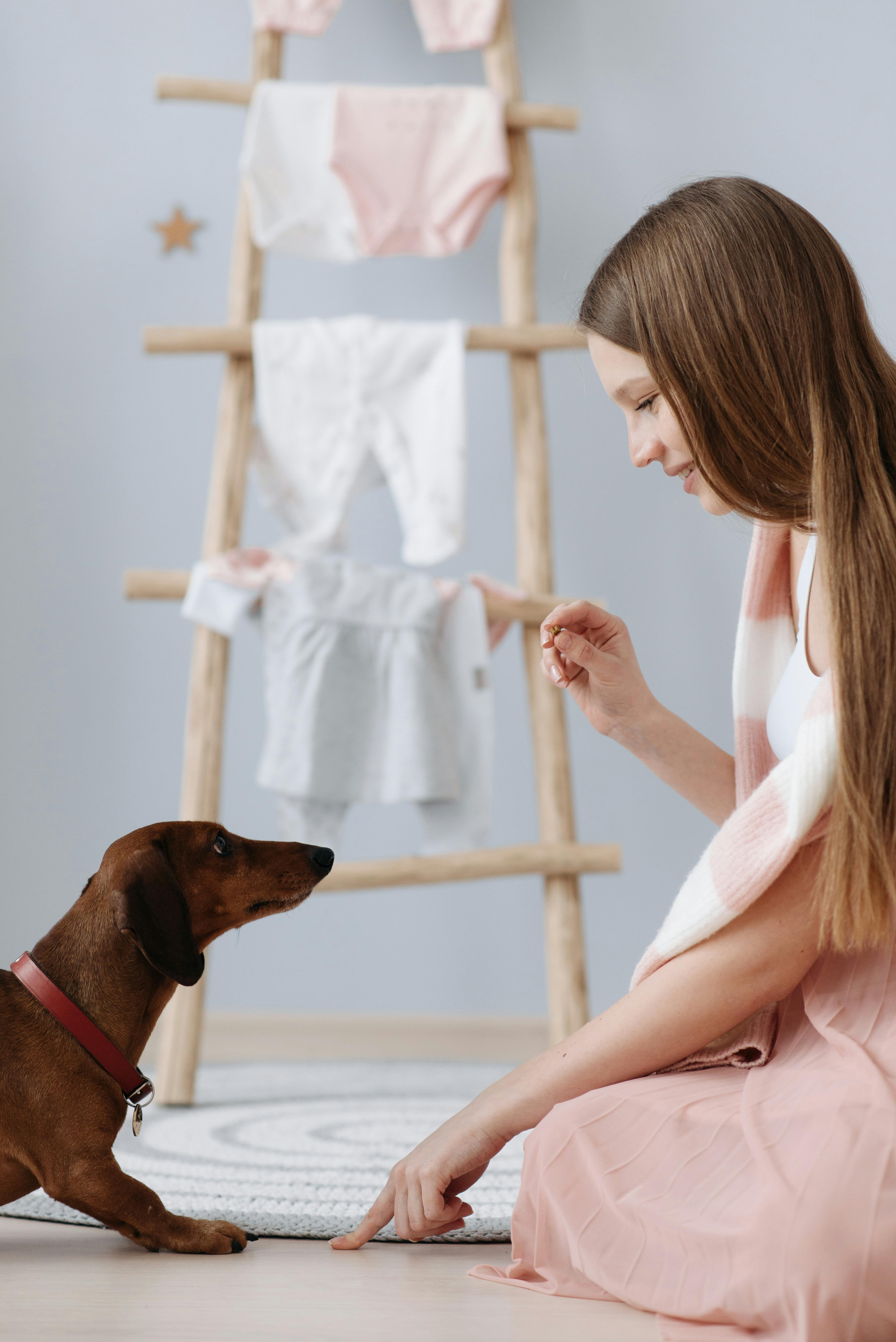 Woman Training Dachshund At Home