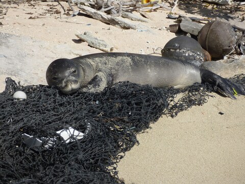Seal resting on beach among marine trash