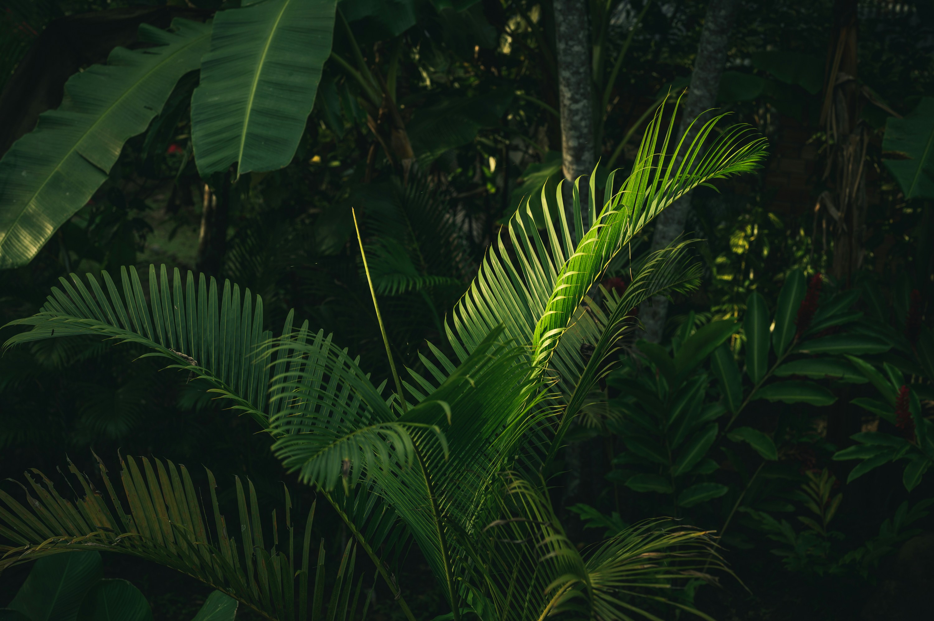 Tropical Jungle Green Foliage