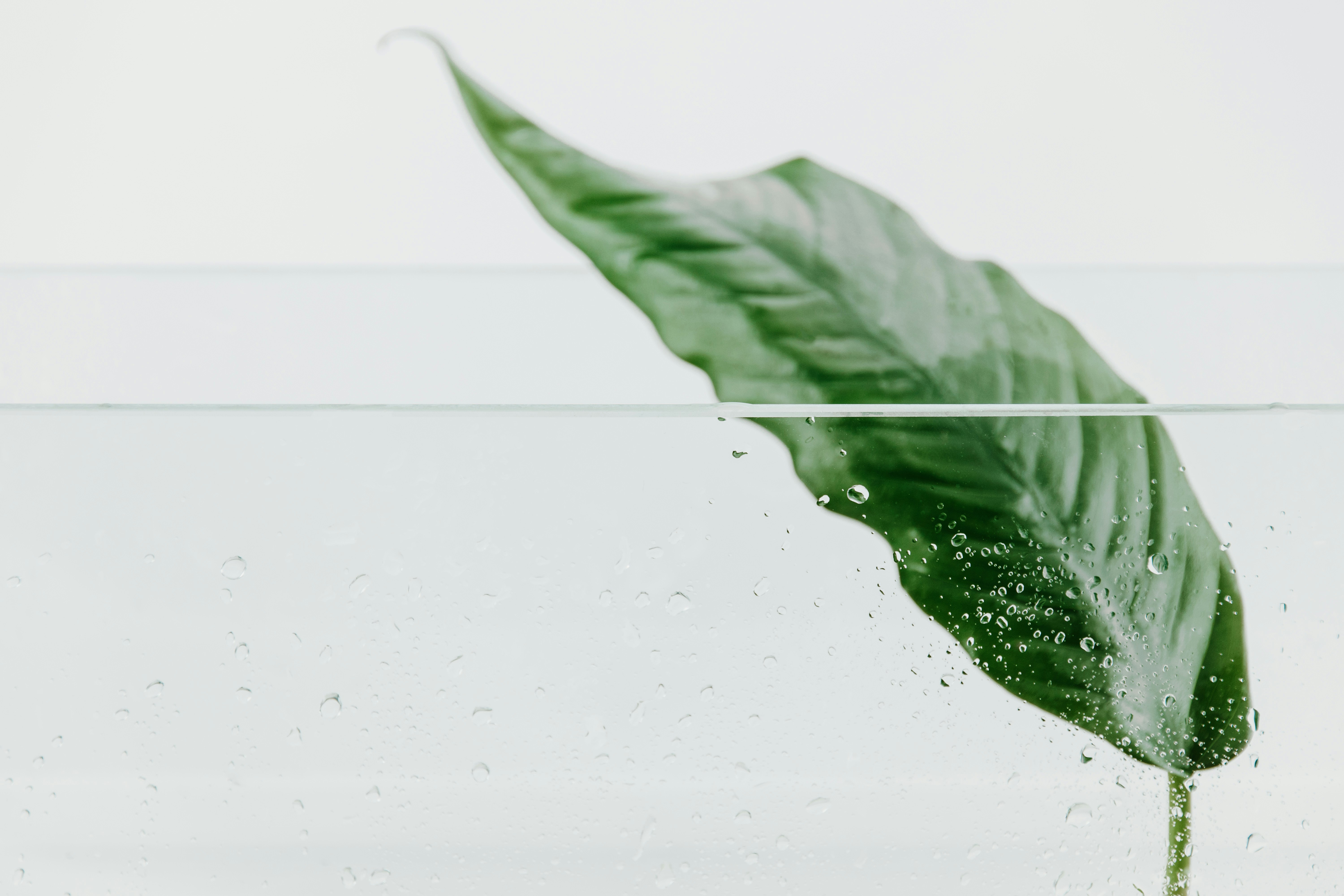 Green Leaf Submerged in Water