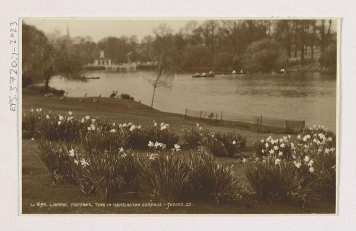 Daffodil Time in Kensington Gardens