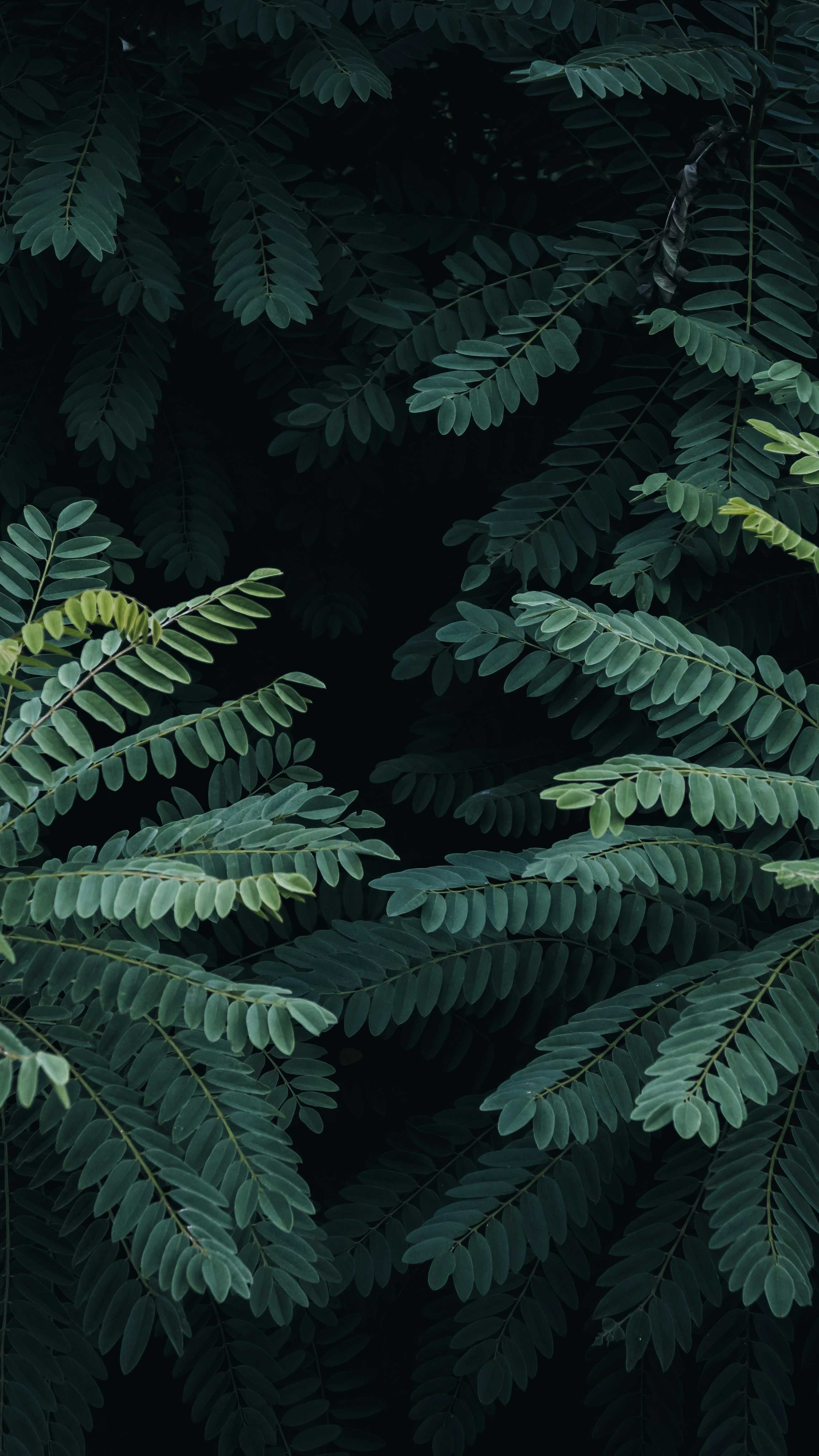 Wallpapers