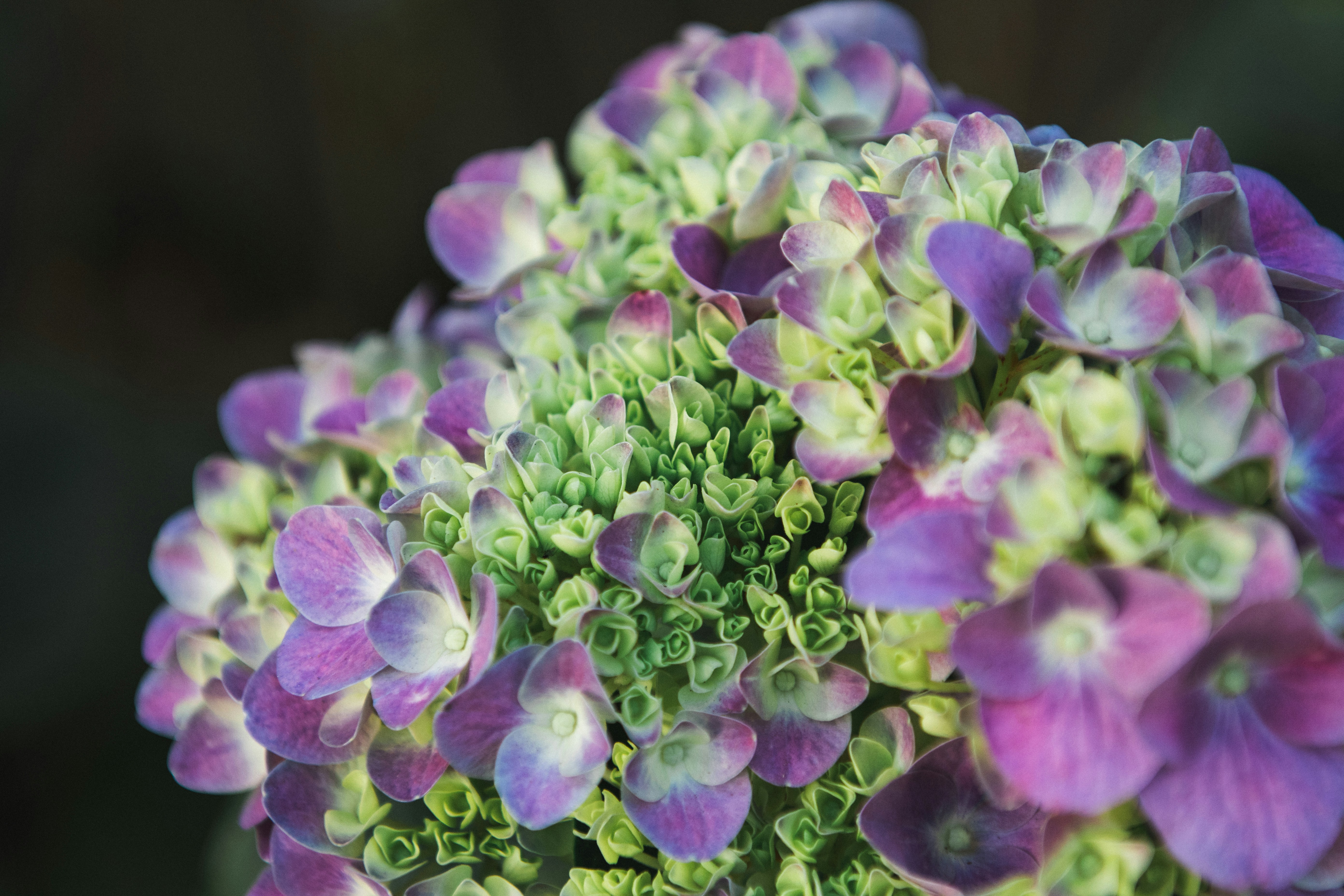 Close-up of Purple-green Hydrangea