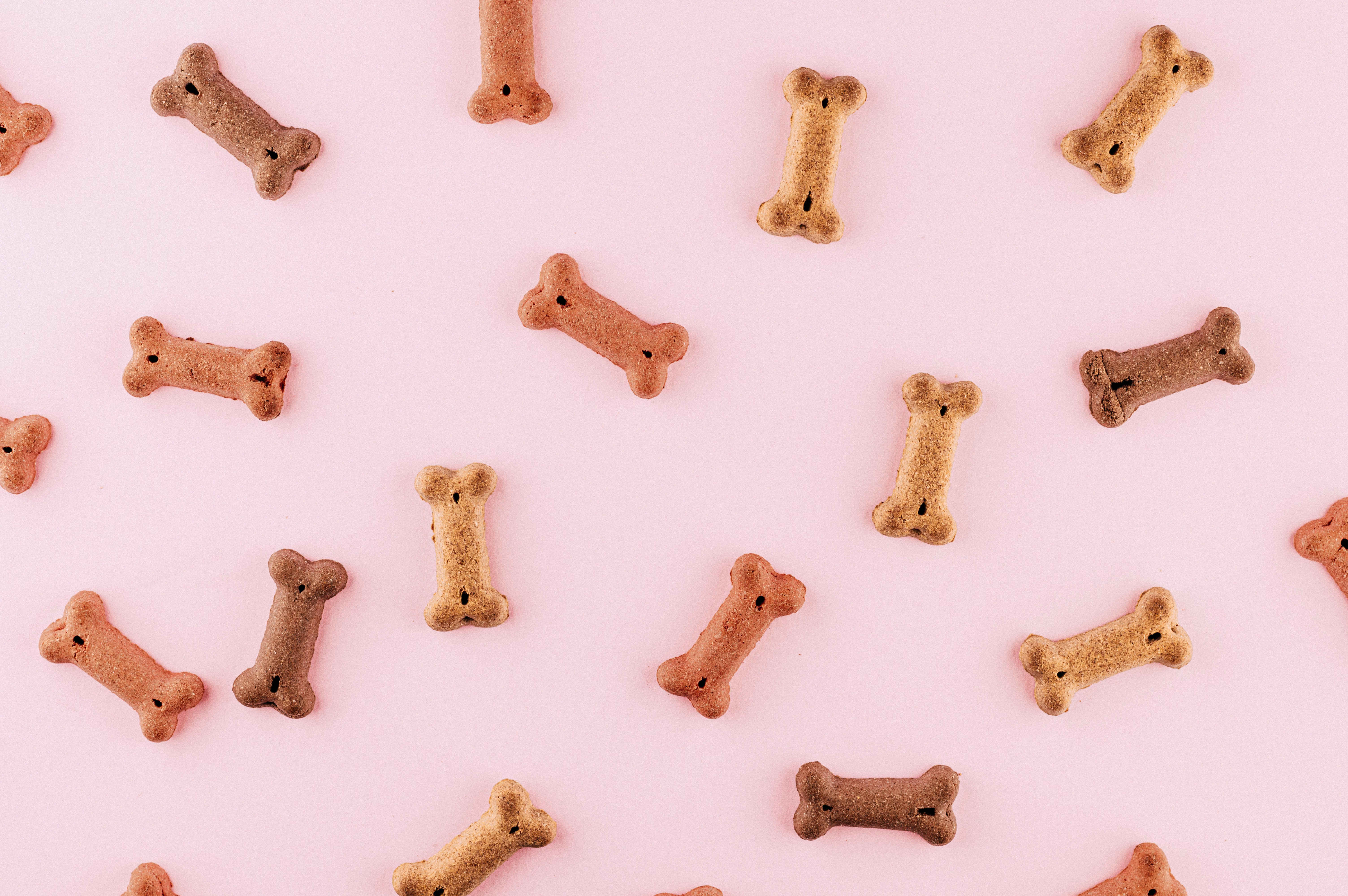 Bone-shaped Dog Biscuits on Pink Background