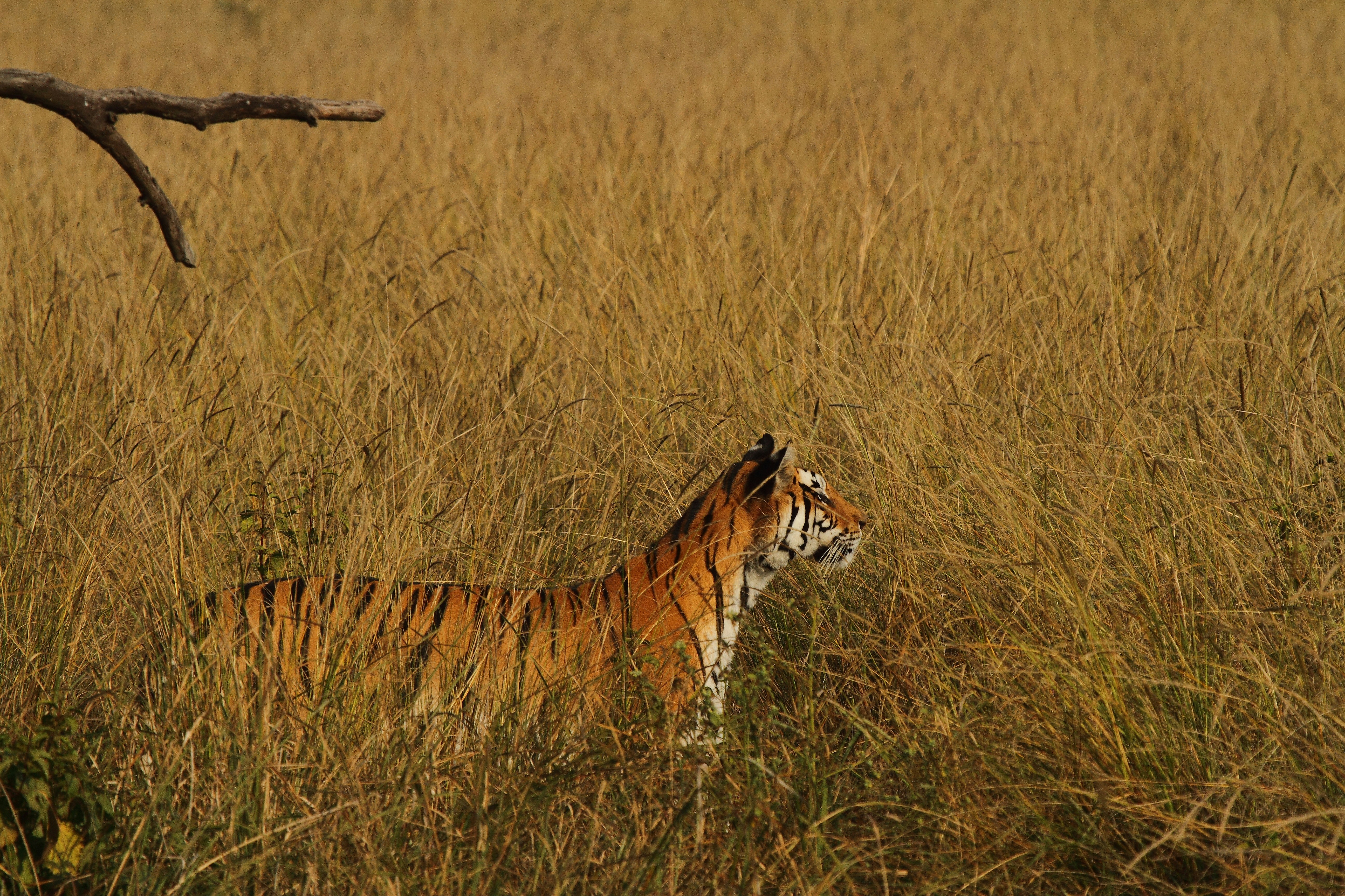 Tiger in Golden Dry Grass