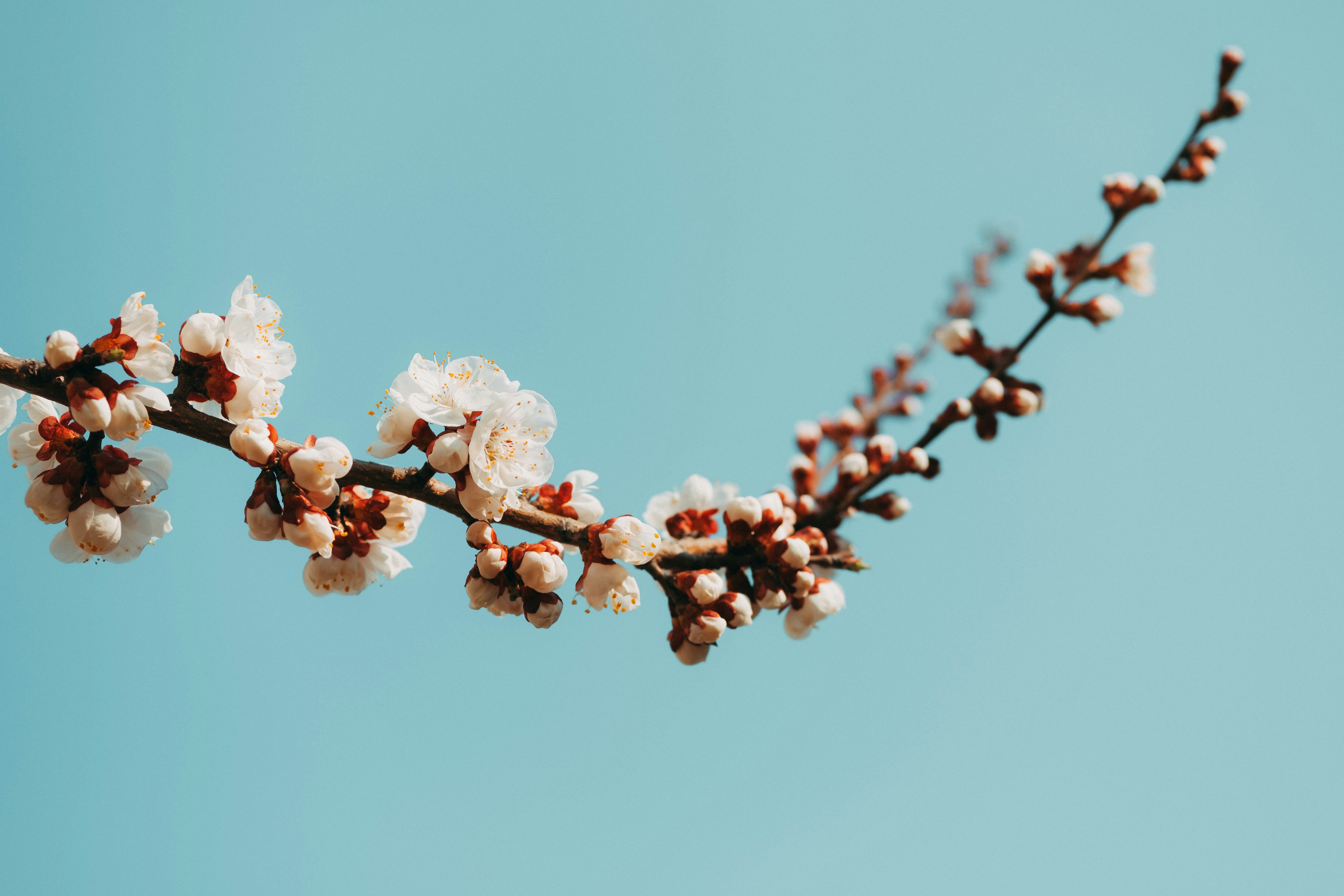 Blooming Apricot Branch Under Blue Sky