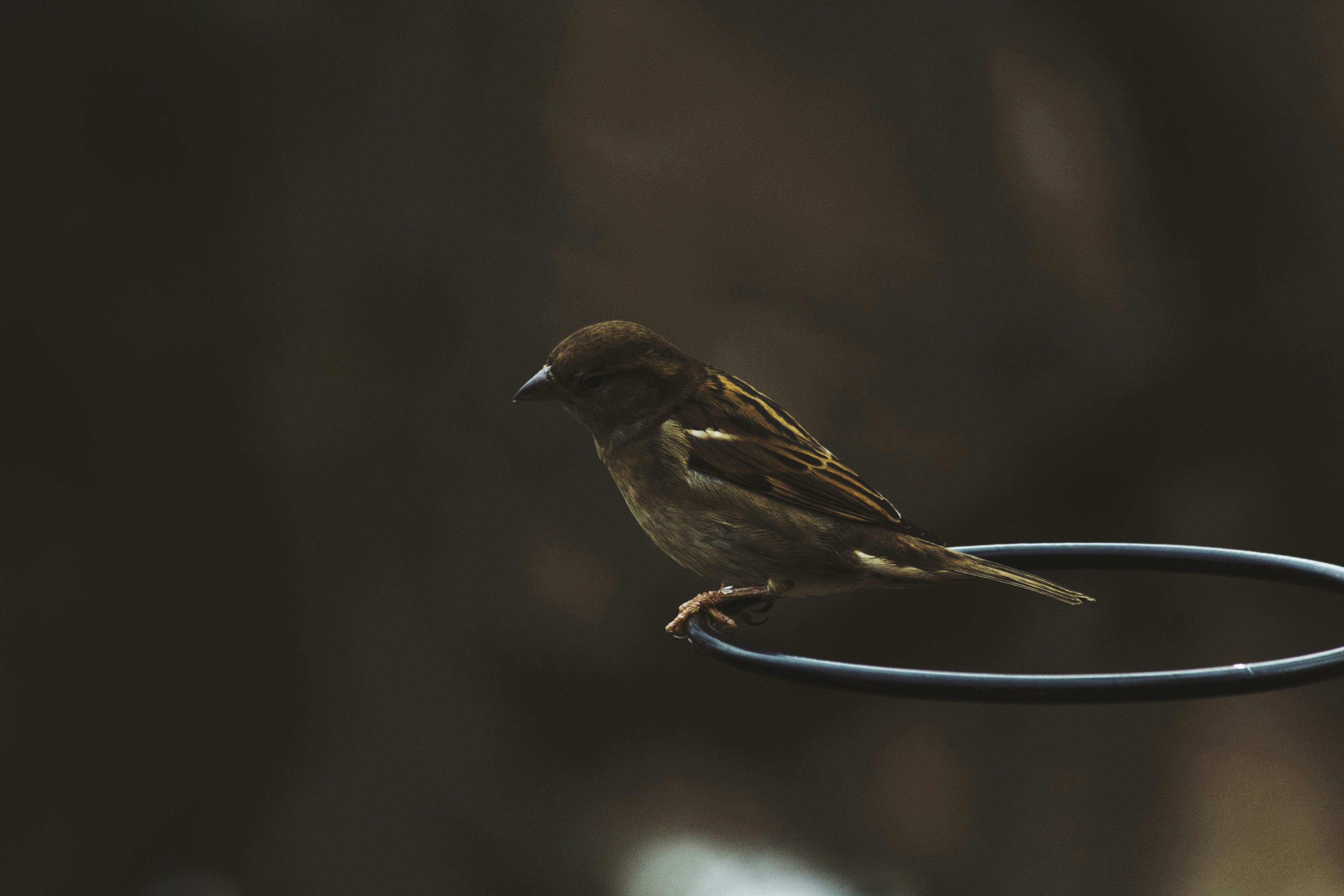 Sparrow Perched on Metal Ring