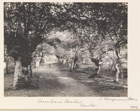 Burnham Beeches Woodland Path 1909