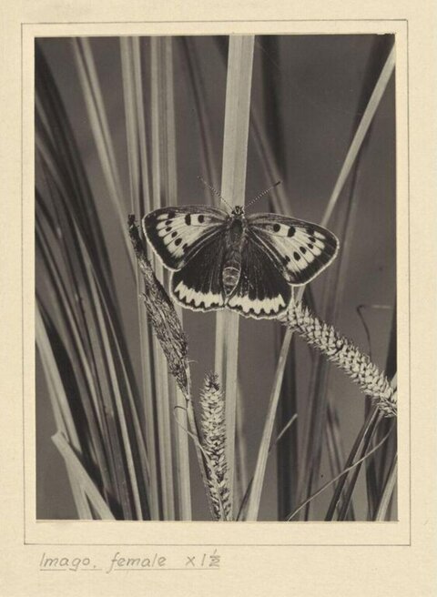 Female Butterfly Imago on Grass