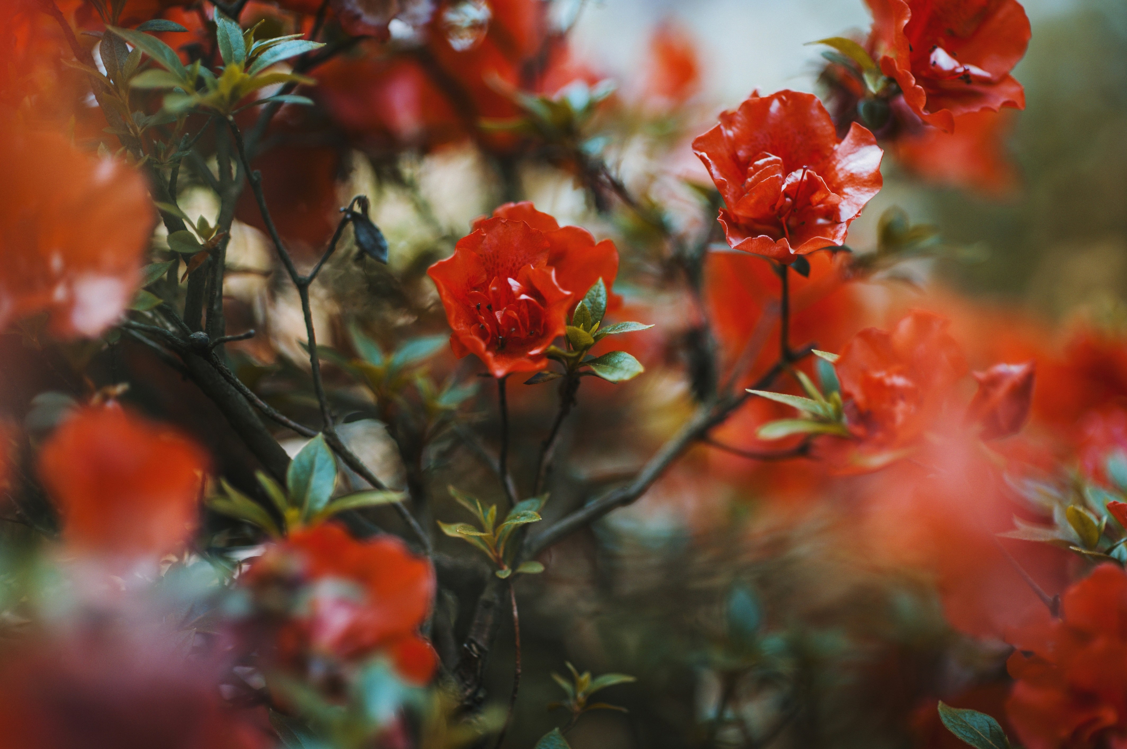 Red Azaleas in Bloom