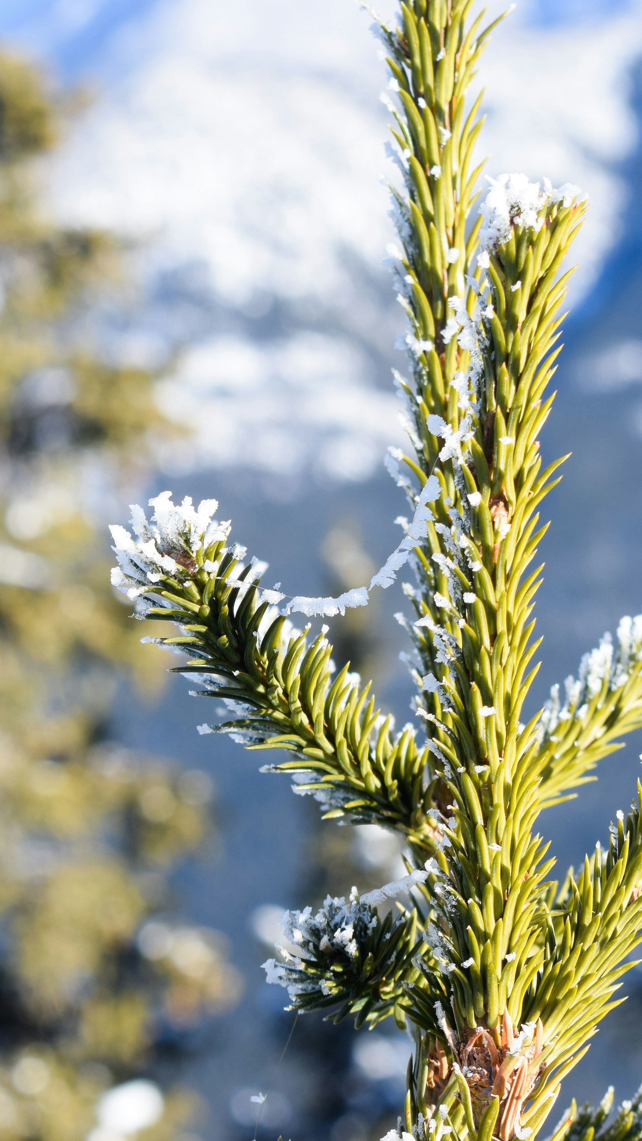 Frost Covered Spruce Branches