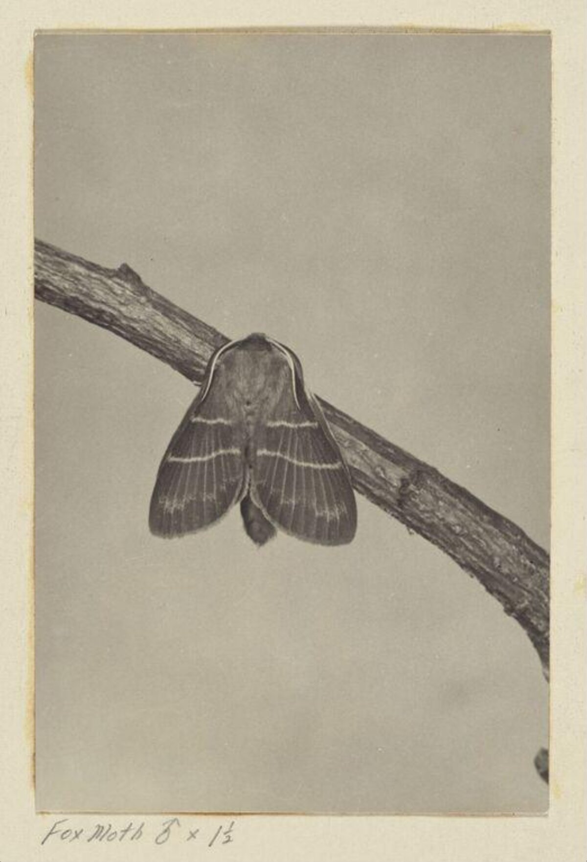 Fox Moth Perched on Branch