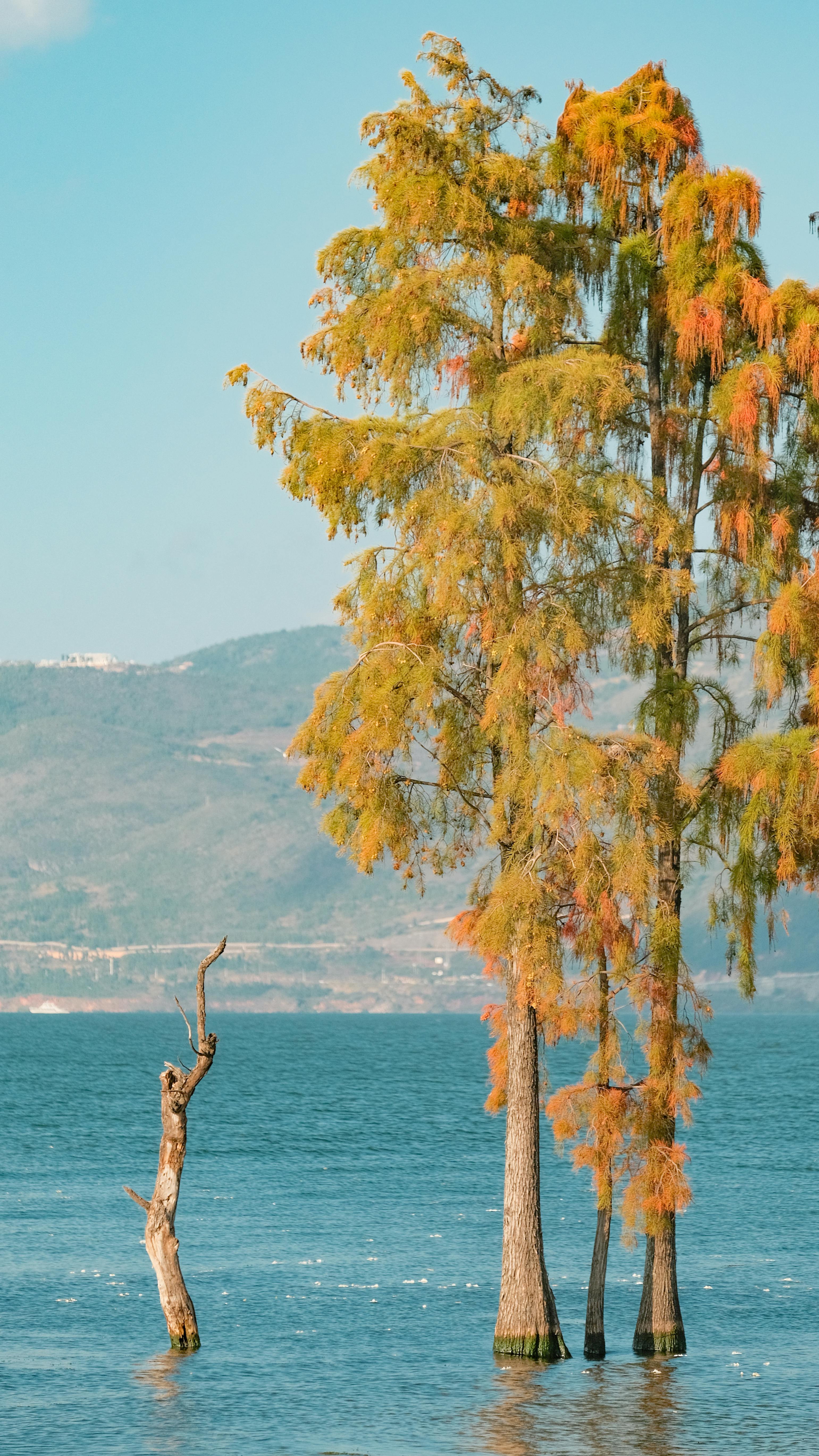 Autumn Trees Standing in Lake