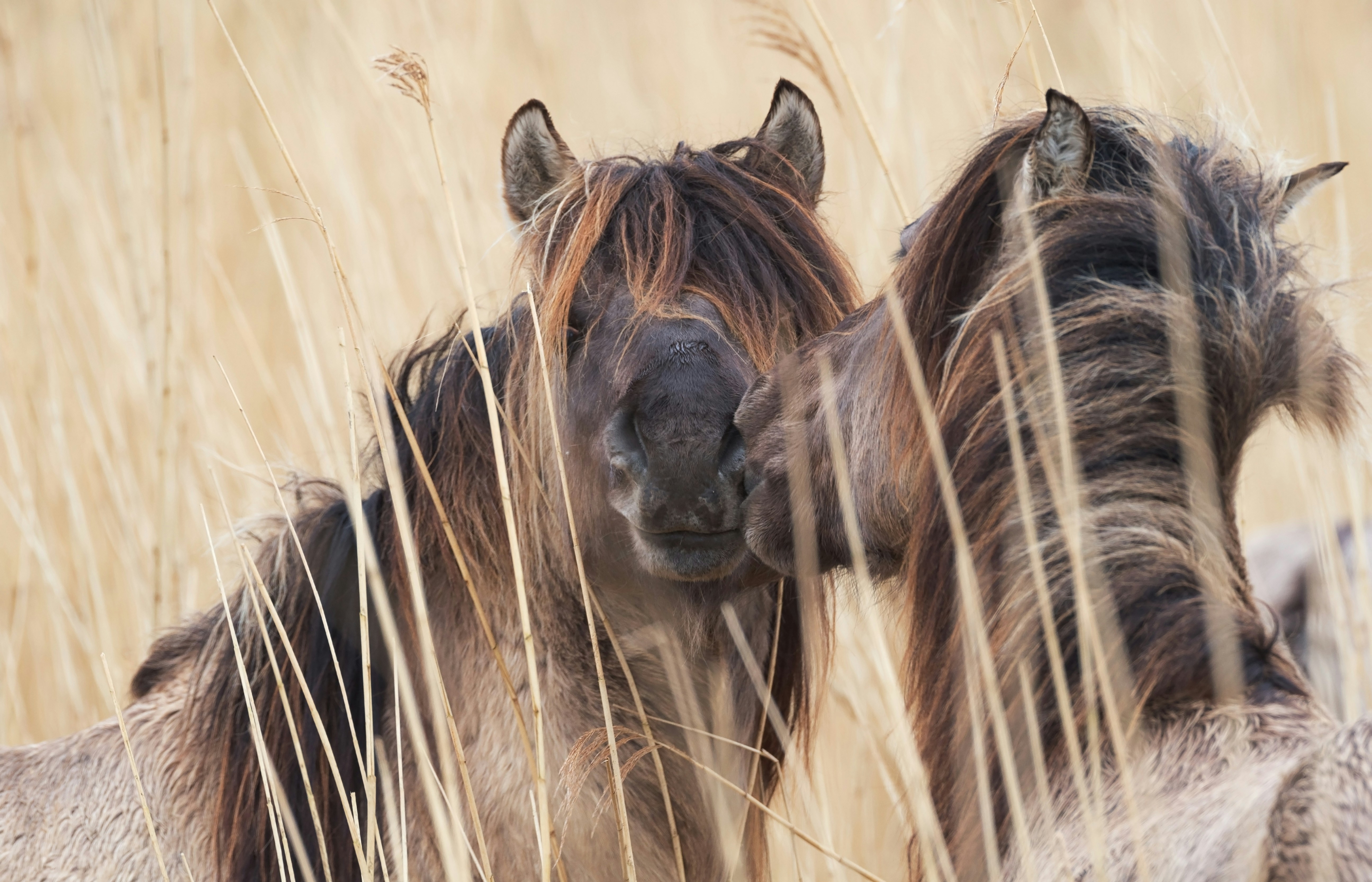 Two Wild Horses Nuzzling In Reeds