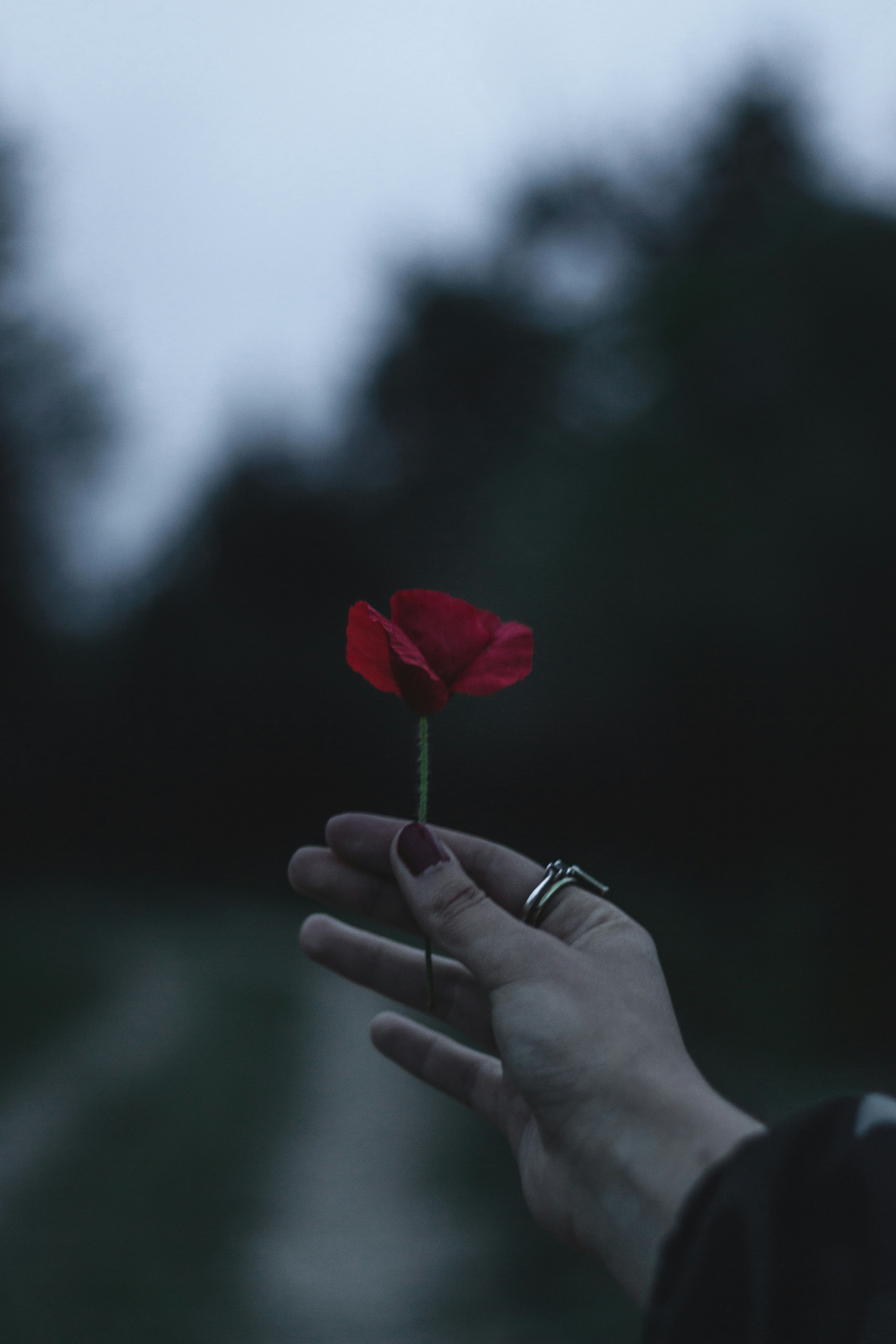 Hand Holding Red Poppy