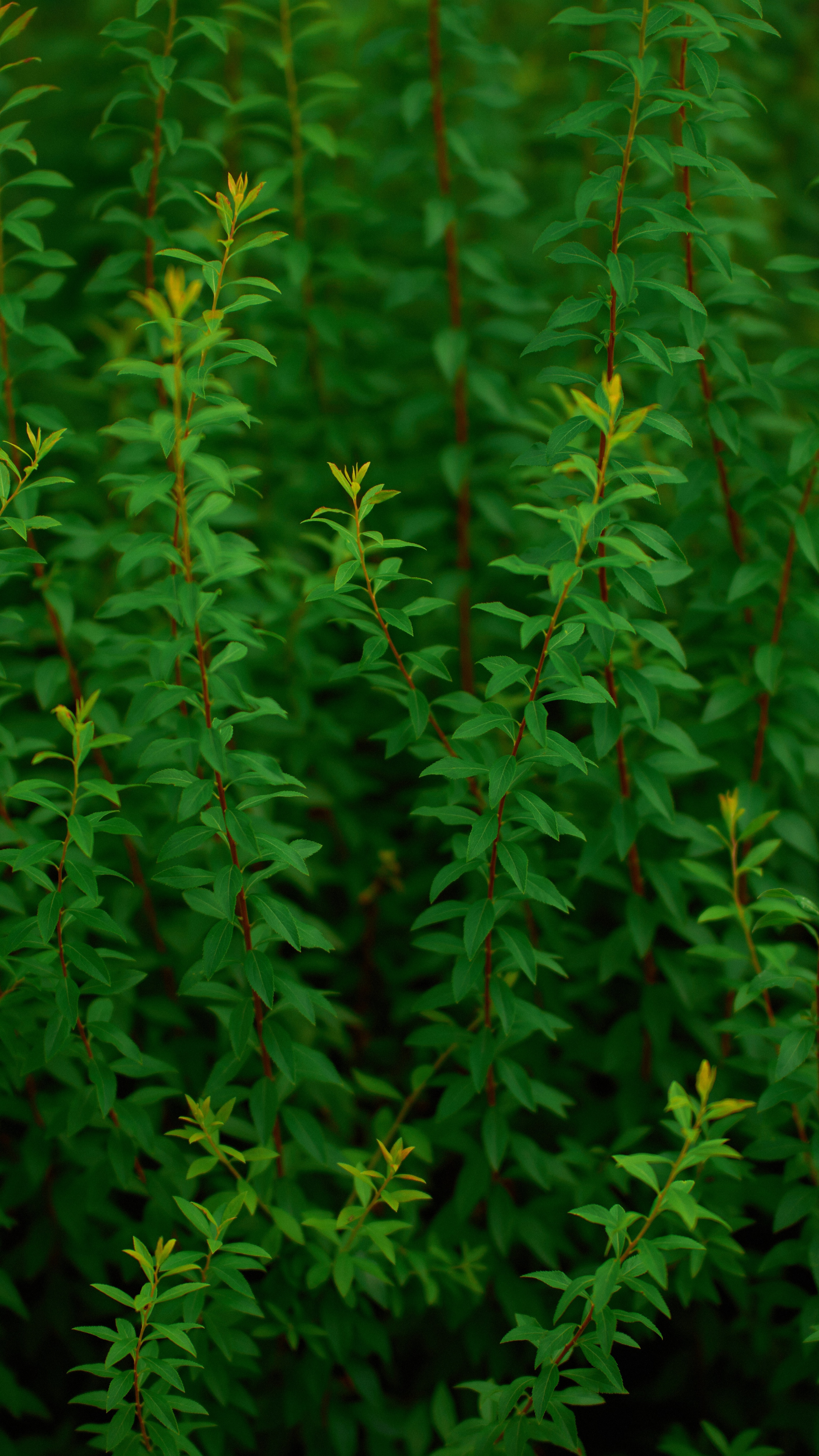 Dense Upright Green Shrubs